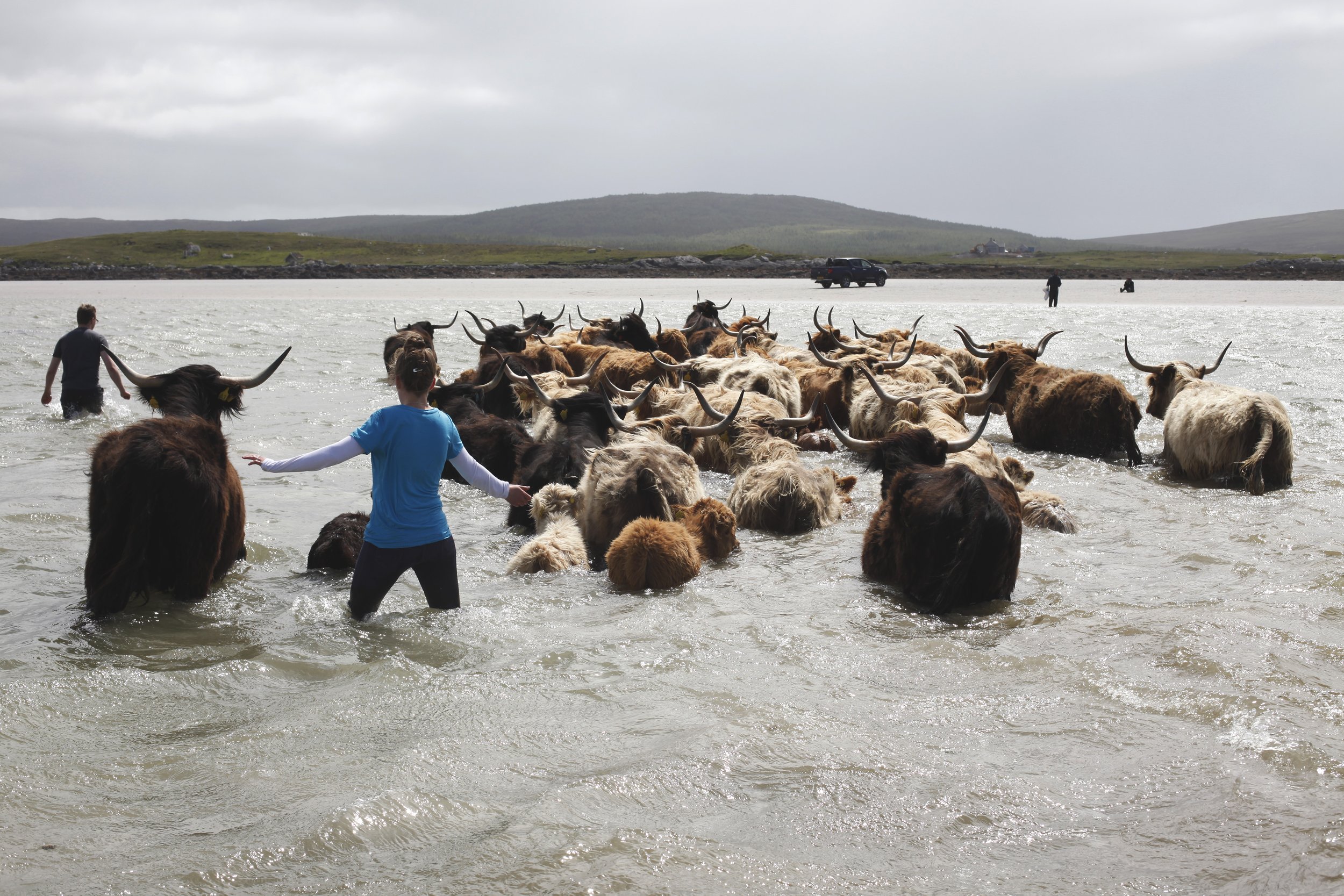 TrixPixMedia-ArdbhanFold-Carianne MacDonald droving cattle off Vallay island-bySophieGerrard.jpg