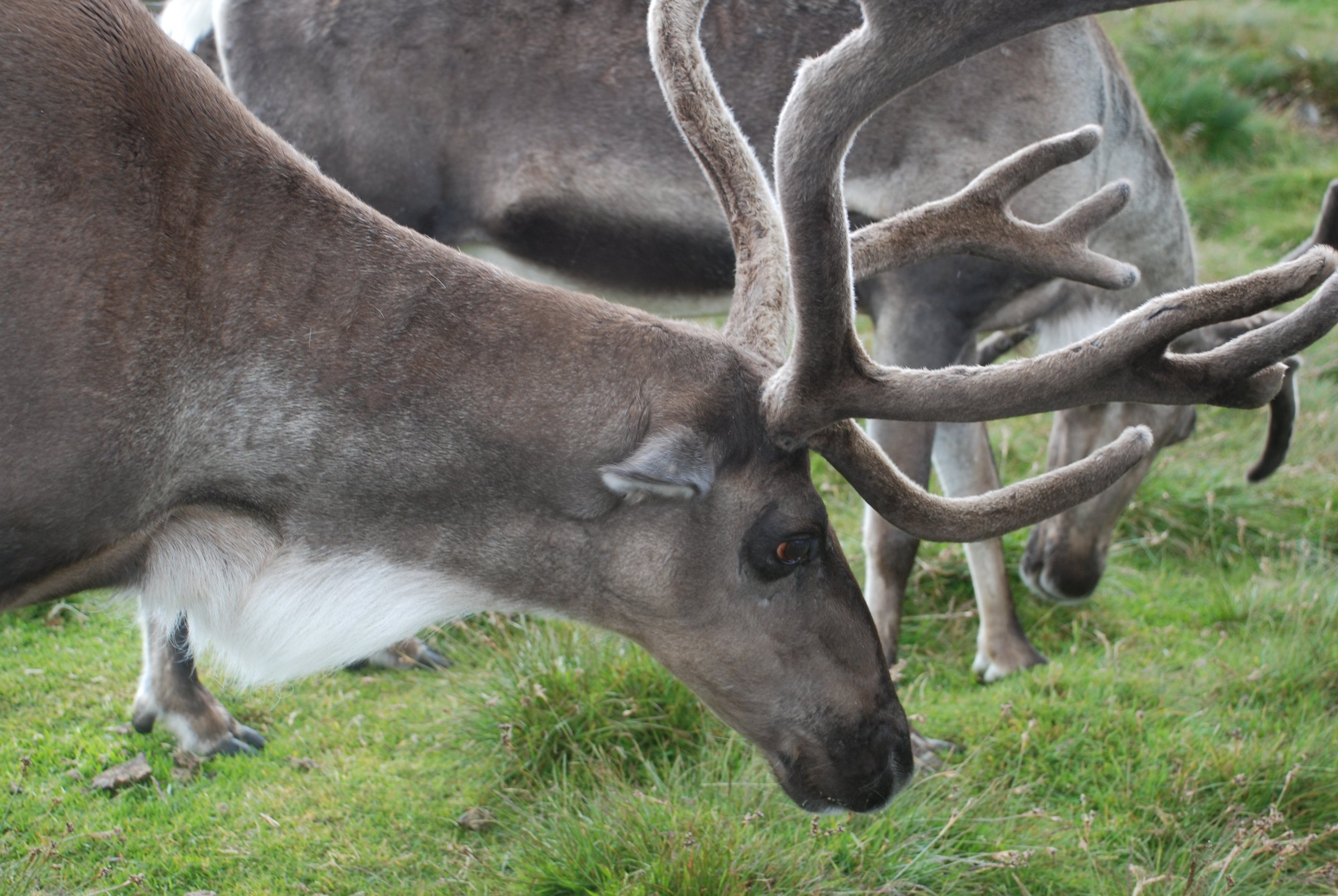 TrixPix-Cumhachd a' Yoik-Cairngorm reindeer herd-Photo by Beatrix A. Wood.jpg