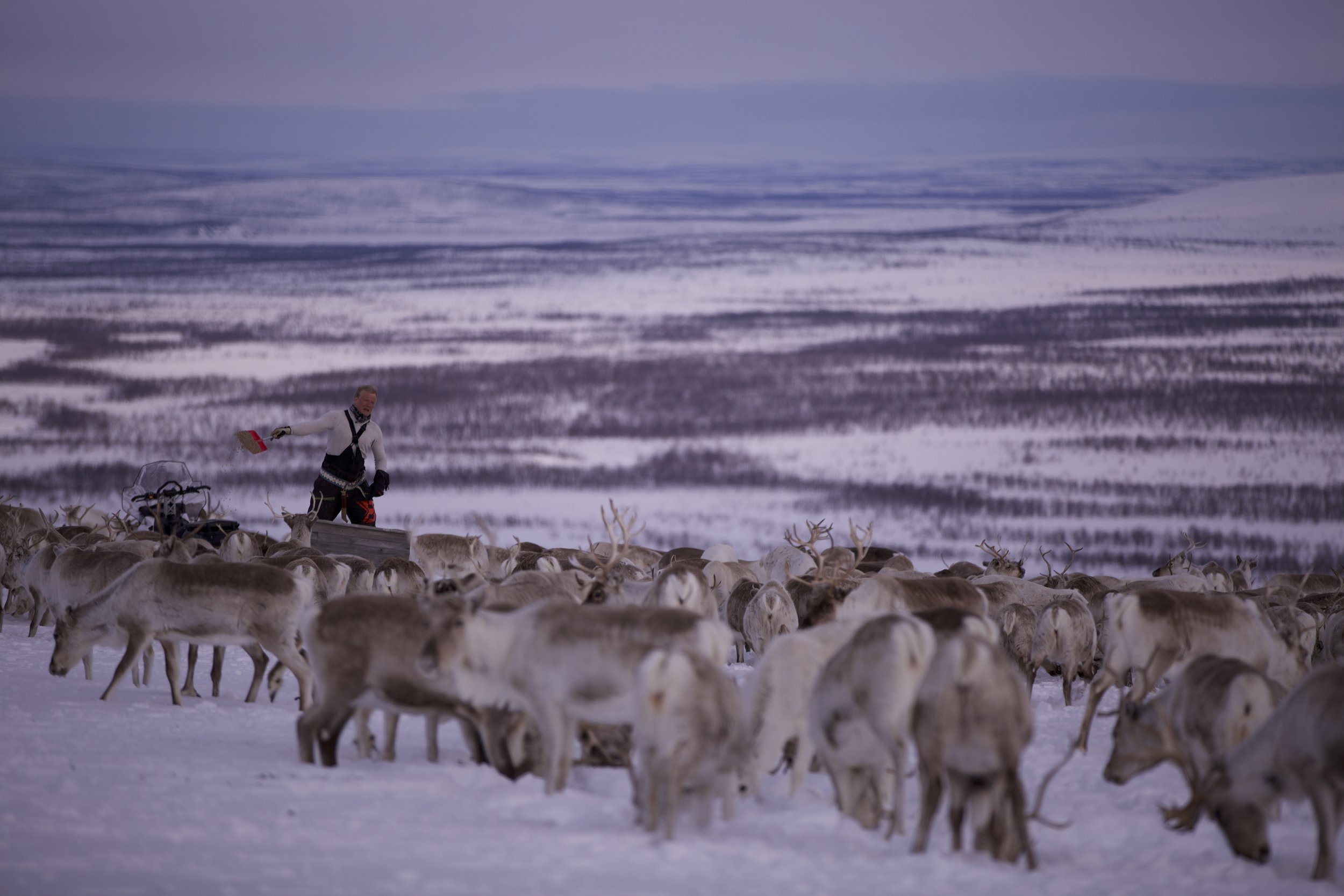 TrixPix-Cumhachd a' Yoik-Inga Maret's brother herding reindeer-Photo by Paul Simma.jpg