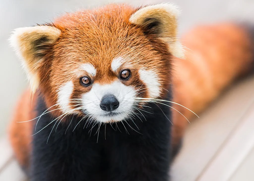 red panda.jpg