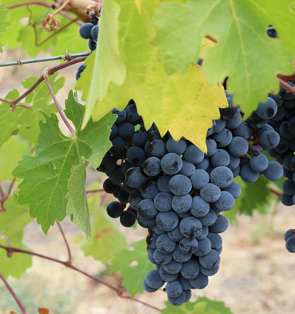 Square wine grape.png