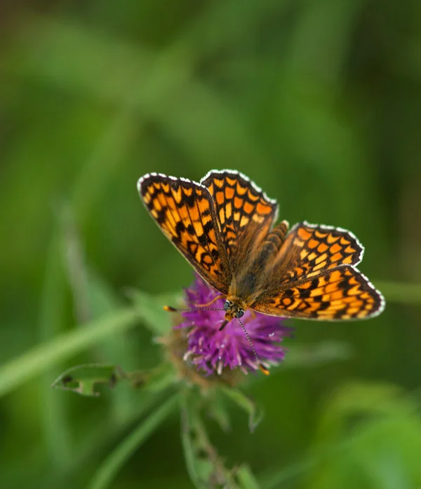 fritillary.jpg