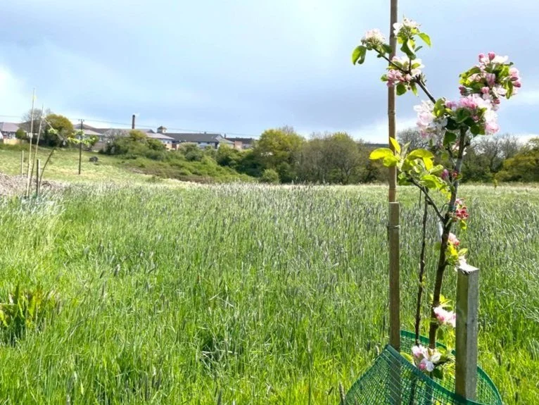 Our Health Meadow, Llandough