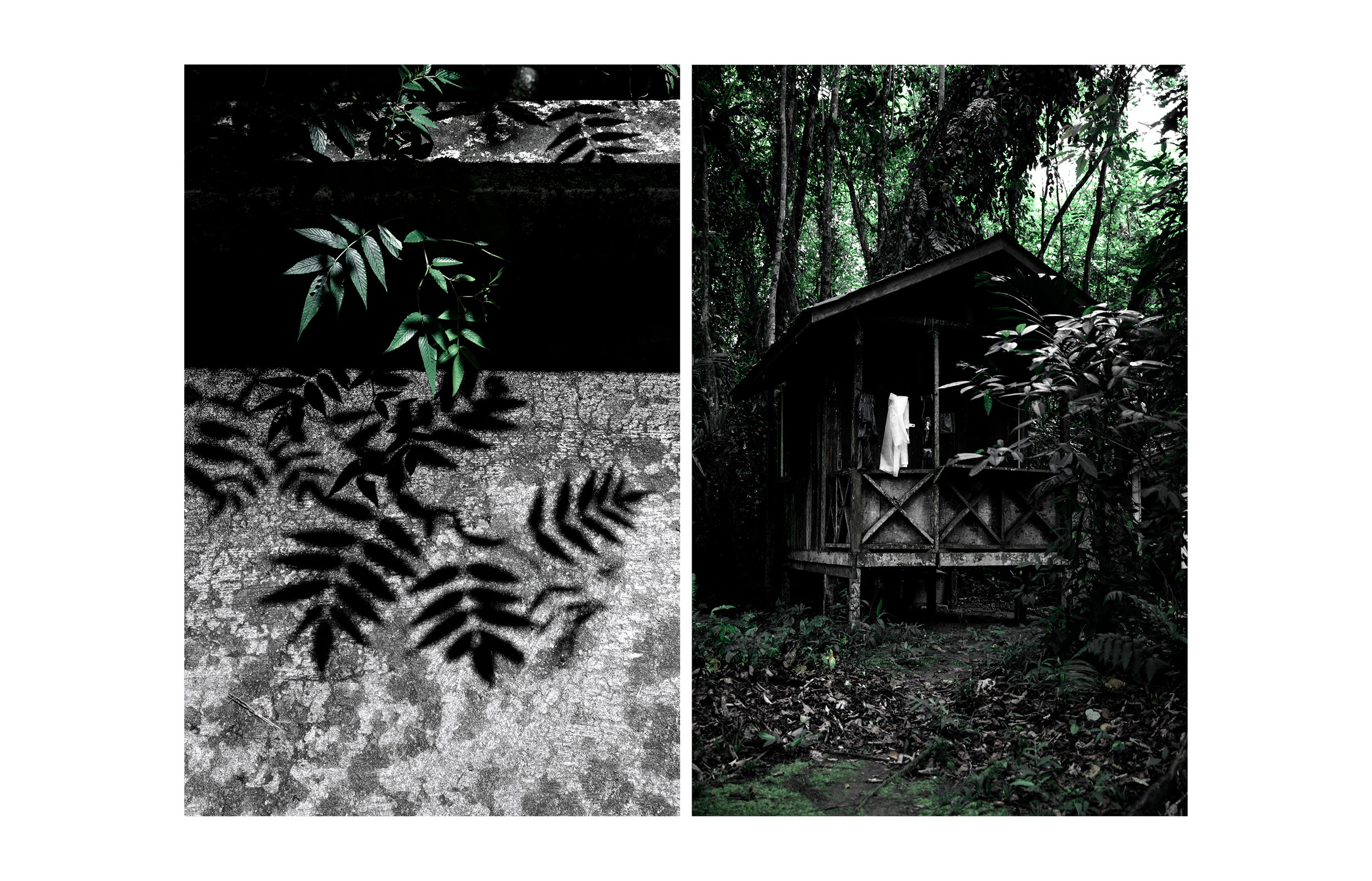 Livelihoods One of my favourite shots of my series Philosophia Botanica; the hut. It’s the home of one family but the entire forest is the home of billions. The rainforest provides habitat for 80% of the world’s terrestrial biodiversity and livelihoods for 1.6 billion people. Rainforests are critical to the survival of every living thing on earth: forests clean the air, absorb greenhouse gas emissions and they stabilize the climate. Seize the trees Rainforests are our best defence against climate change and nearly half of the world’s original forest cover has already been destroyed.. Every year 3.5 billion to 7 billion trees are cut down. All because of timber harvesting, agricultural expansion, construction of roads, pipelines, fabrics and paper. It causes loss of biodiversity, destroys livelihoods and it increases climate change drastically! To help, you can recycle or avoid products from forests with special values: develop a responsible sourcing policy for paper and other forest products.