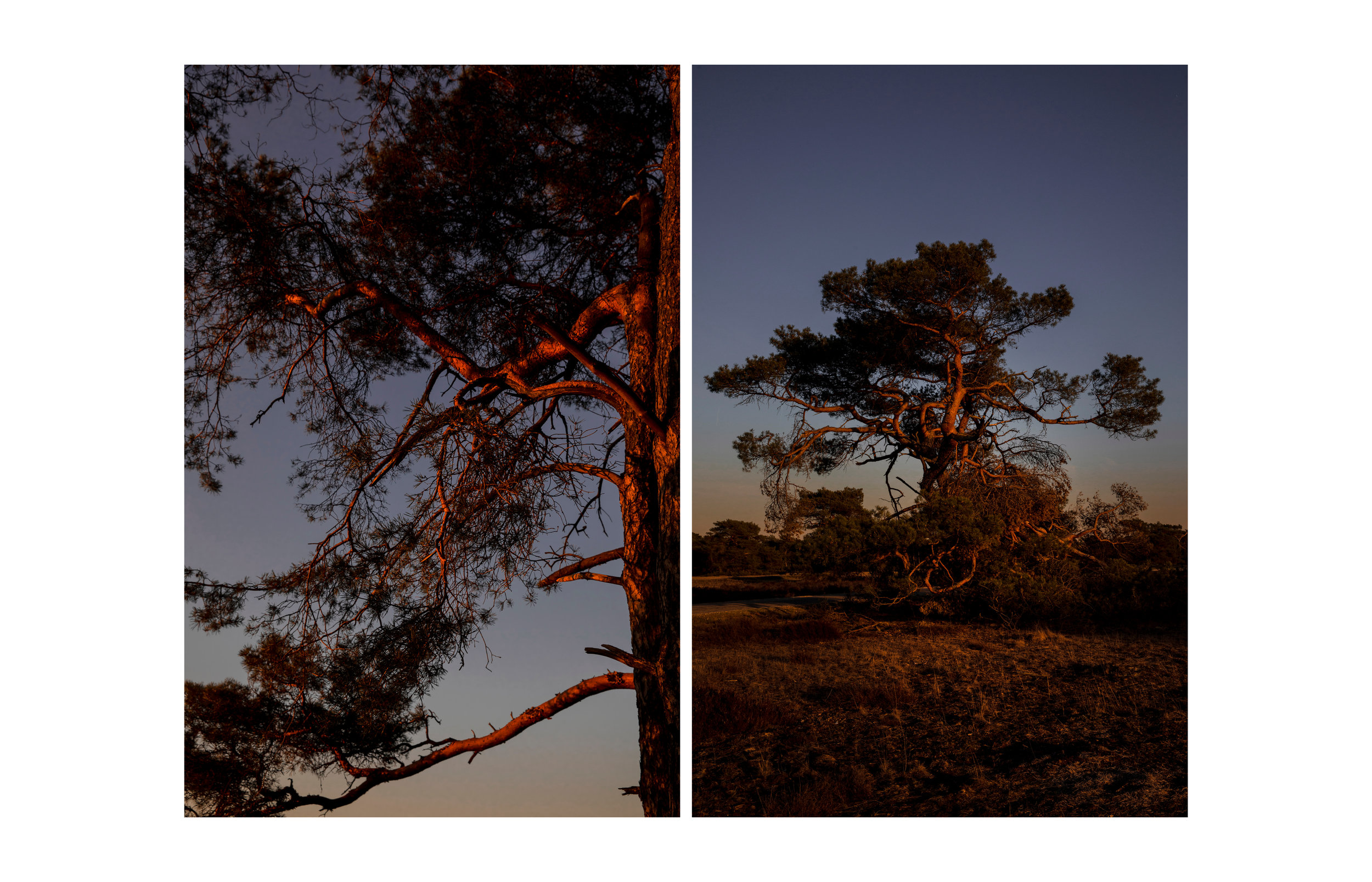 A beautiful evergreen tree surrounded by golden sand dunes here in The Hoge Veluwe; one of my favourite places when I visit home. I’ll go here in late afternoon, to watch how the sun slowly turns everything a warmer colour. Every second creates a complete different feeling and that’s what I love about chasing sunsets; you’ll never get bored of the same place.