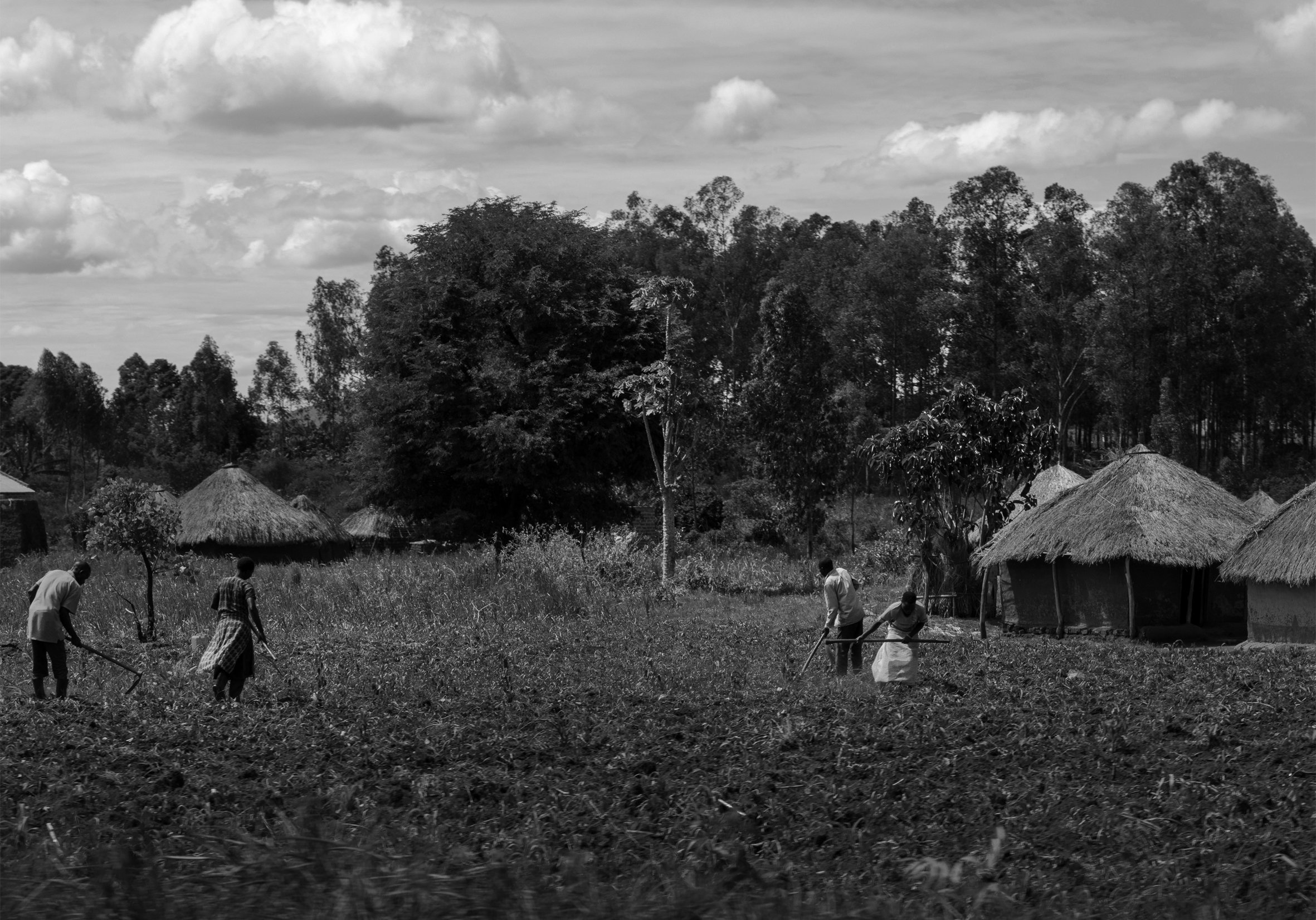 Farmers harvesting corn in Kawanda, Central Uganda BW.jpg