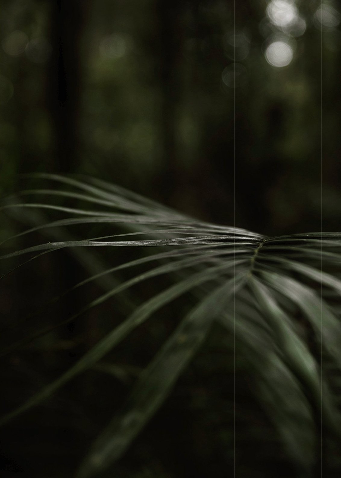 RAINFOREST+ALLIANCE+7+C .jpg