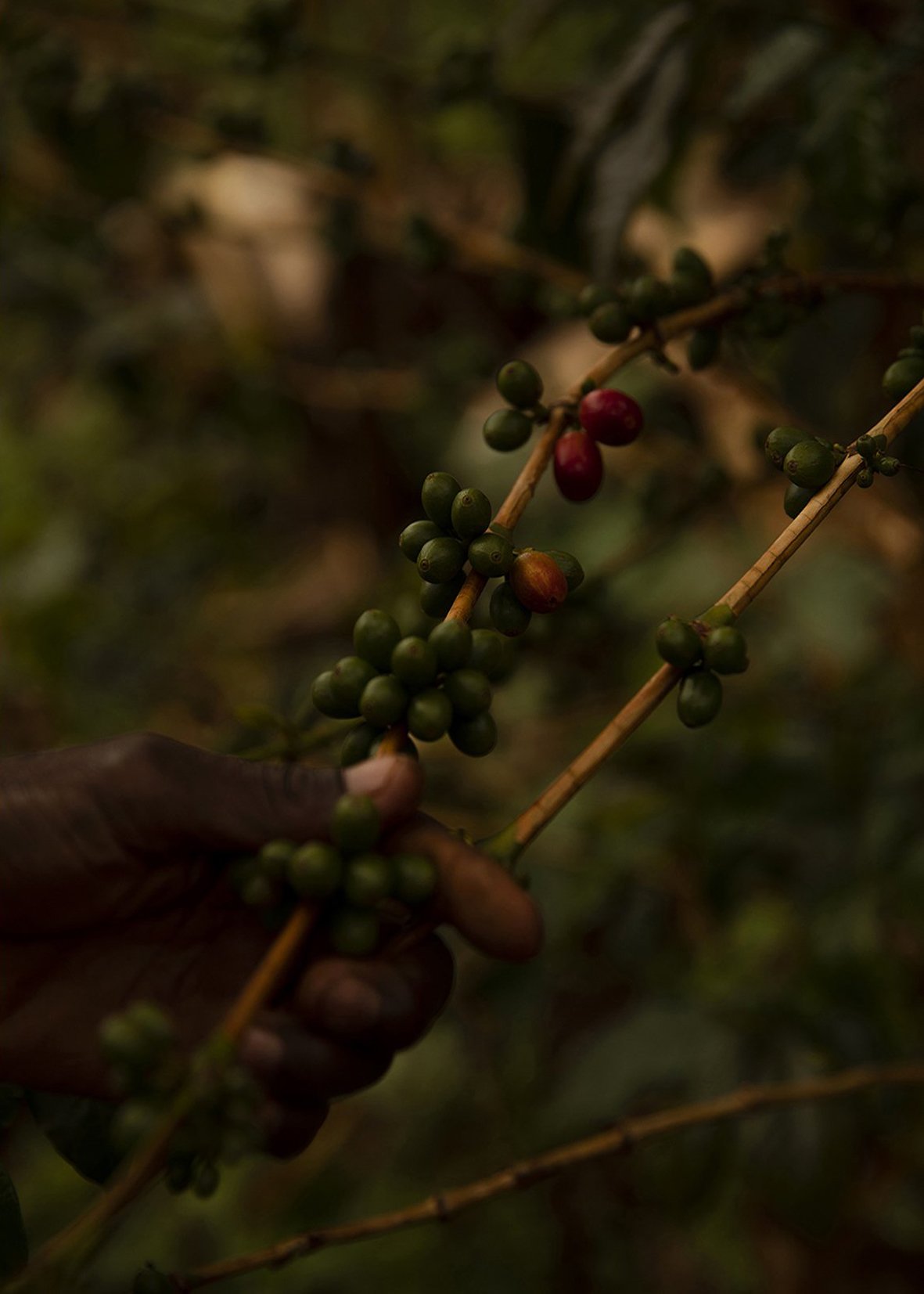 coffee plantation 2.jpg