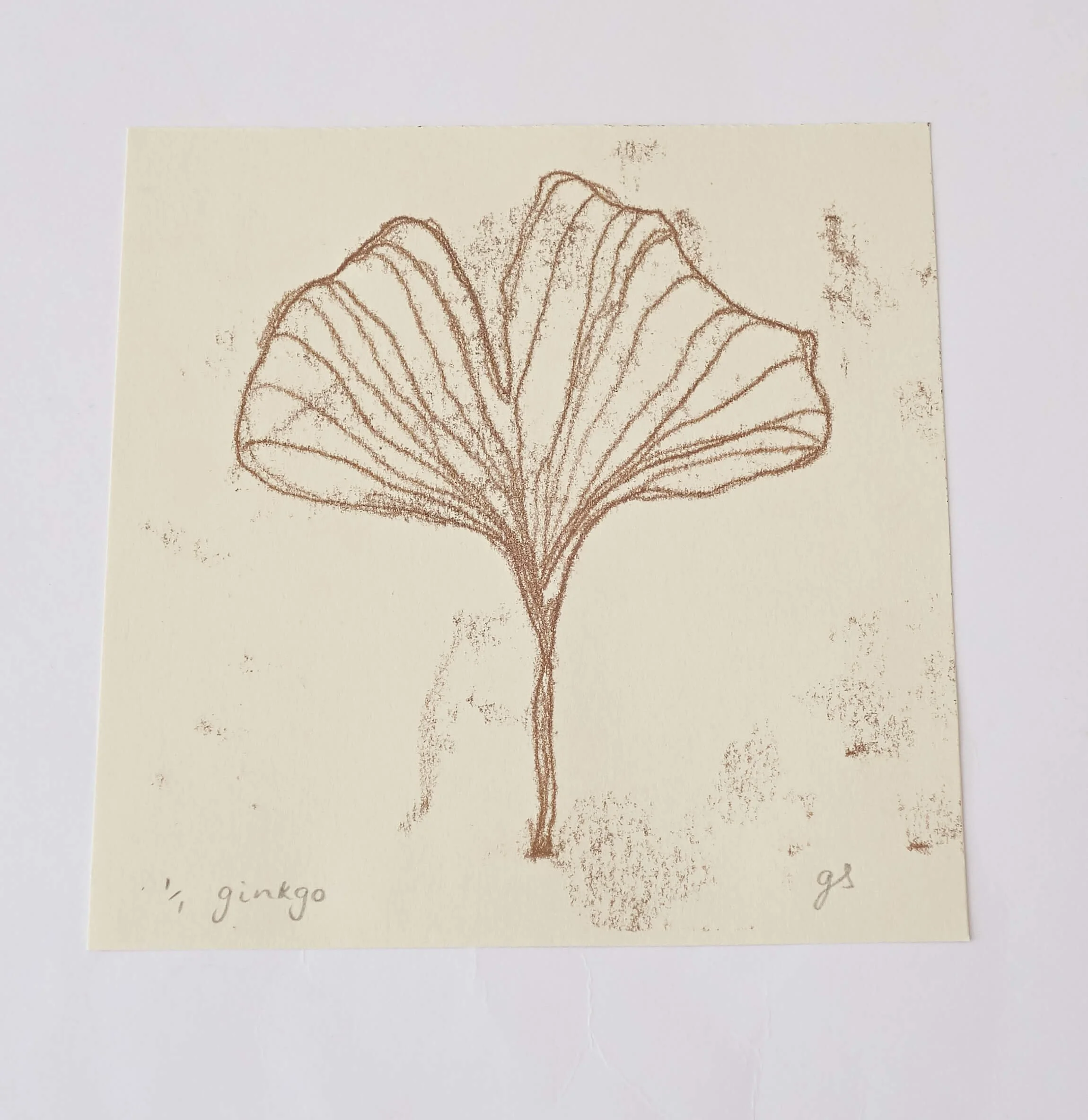 Ginkgo.jpg