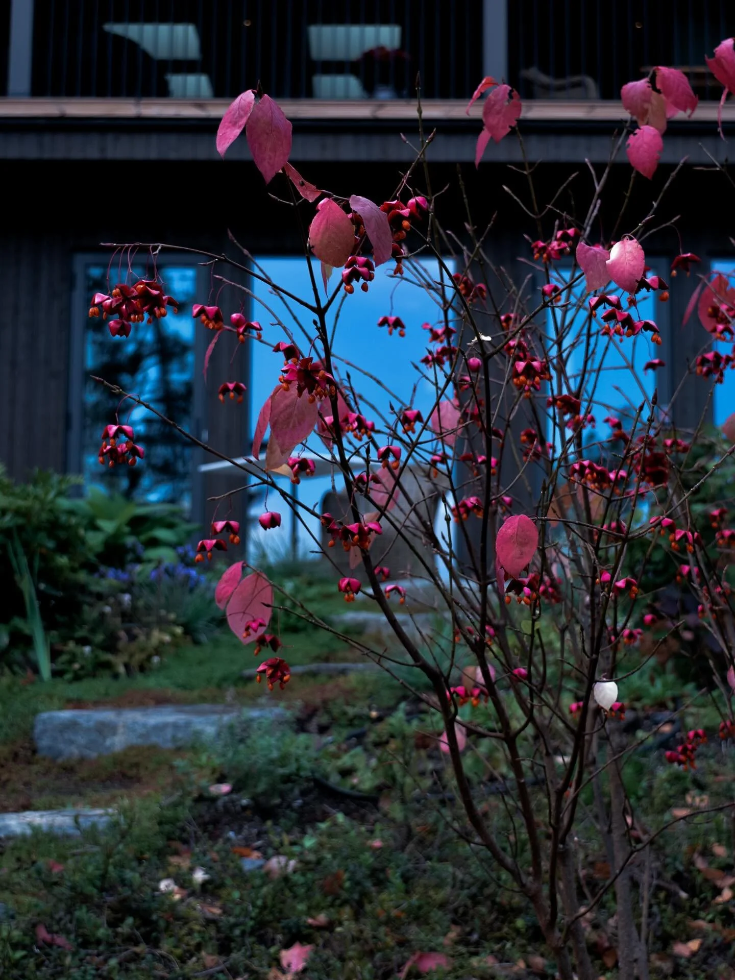 K&ouml;rsb&auml;rsbenved p&aring; h&ouml;sten! 🩷🧡 Tyv&auml;rr &auml;r den giftig, men att st&aring; och glo det kan man g&ouml;ra. L&auml;nge! 🍒👀 #euonymusplanipes #k&ouml;rsb&auml;rsbenved #tr&auml;dg&aring;rdsarkitek #tr&auml;dg&aring;rdsinpira