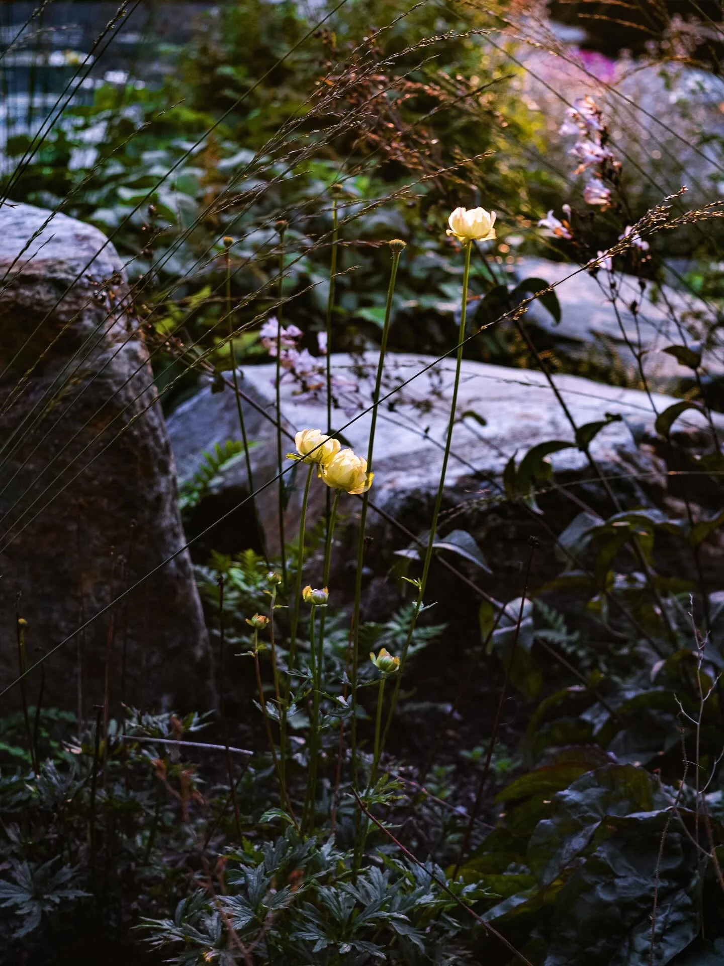 &ldquo;What you do makes a difference, and you have to decide what kind of difference you want to make.&rdquo; Jane Goodalls ord kommer alltid stanna kvar hos mig&hellip; Hennes tro p&aring; livet, p&aring; moder jord, p&aring; att vi fortfarande kan
