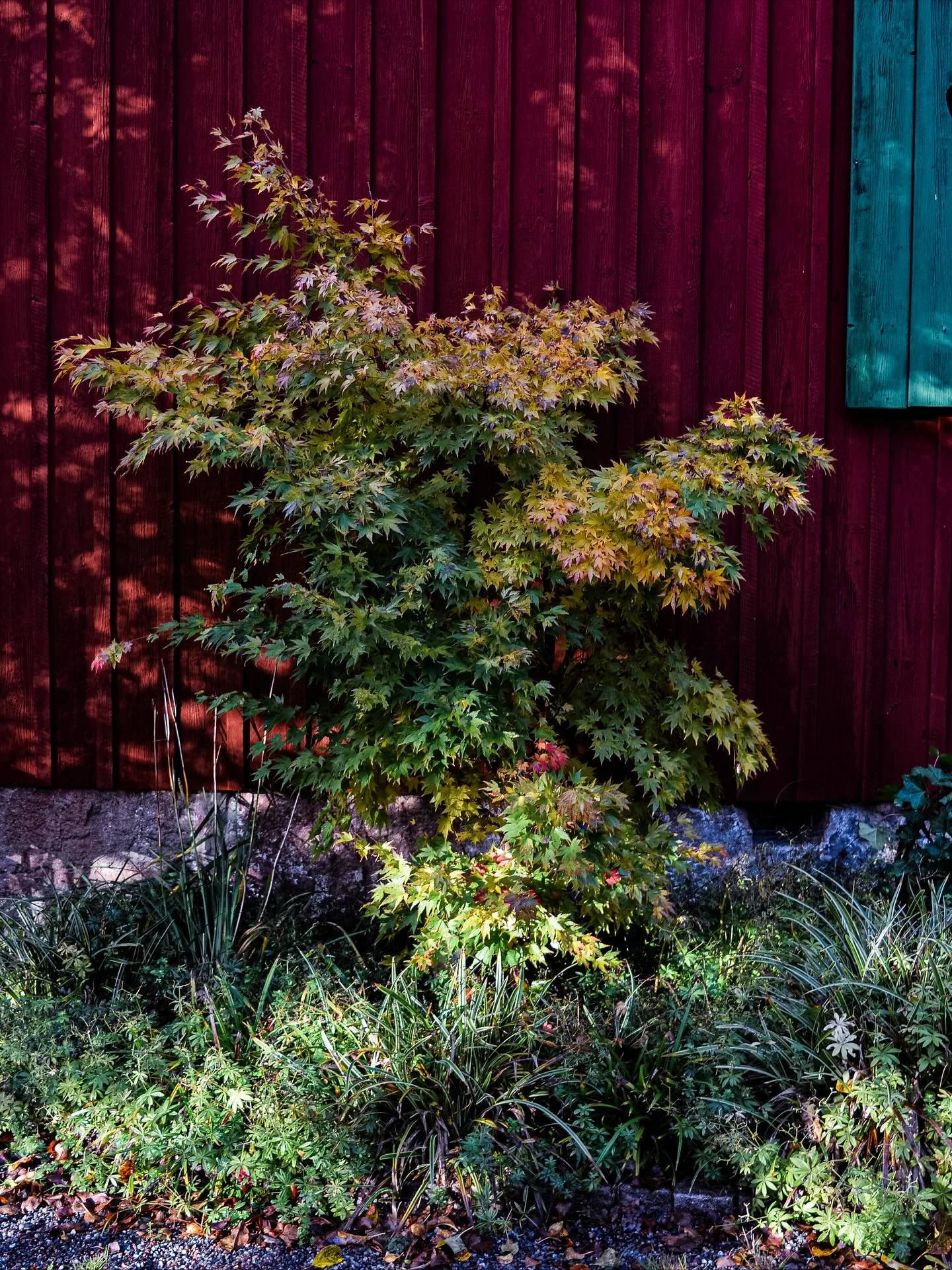 🩷❤️🧡💛💚