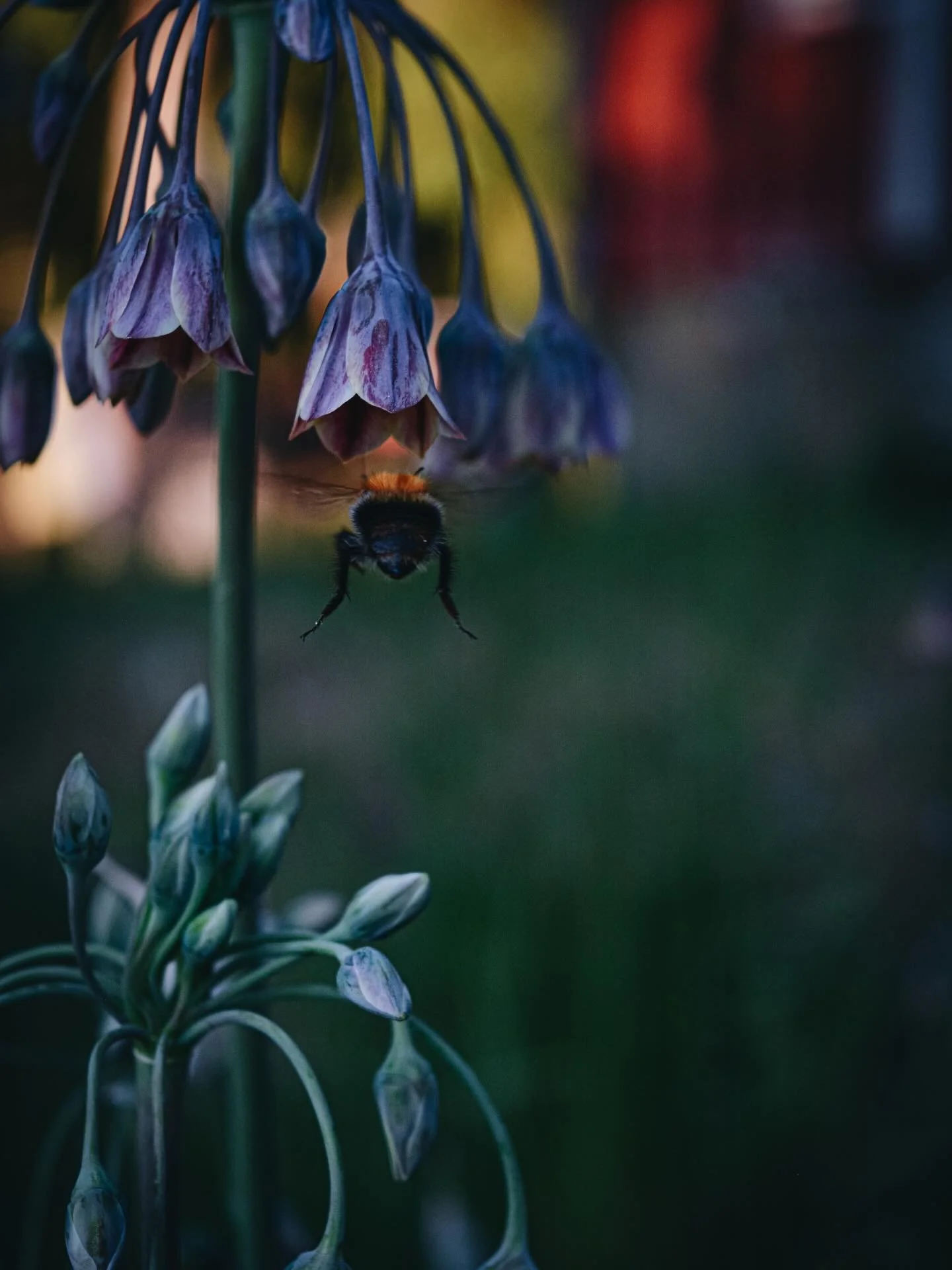 L&auml;ngtar.till.detta.nu. 🌱🐝 

#biologisktm&aring;ngfald #alliumsiculum