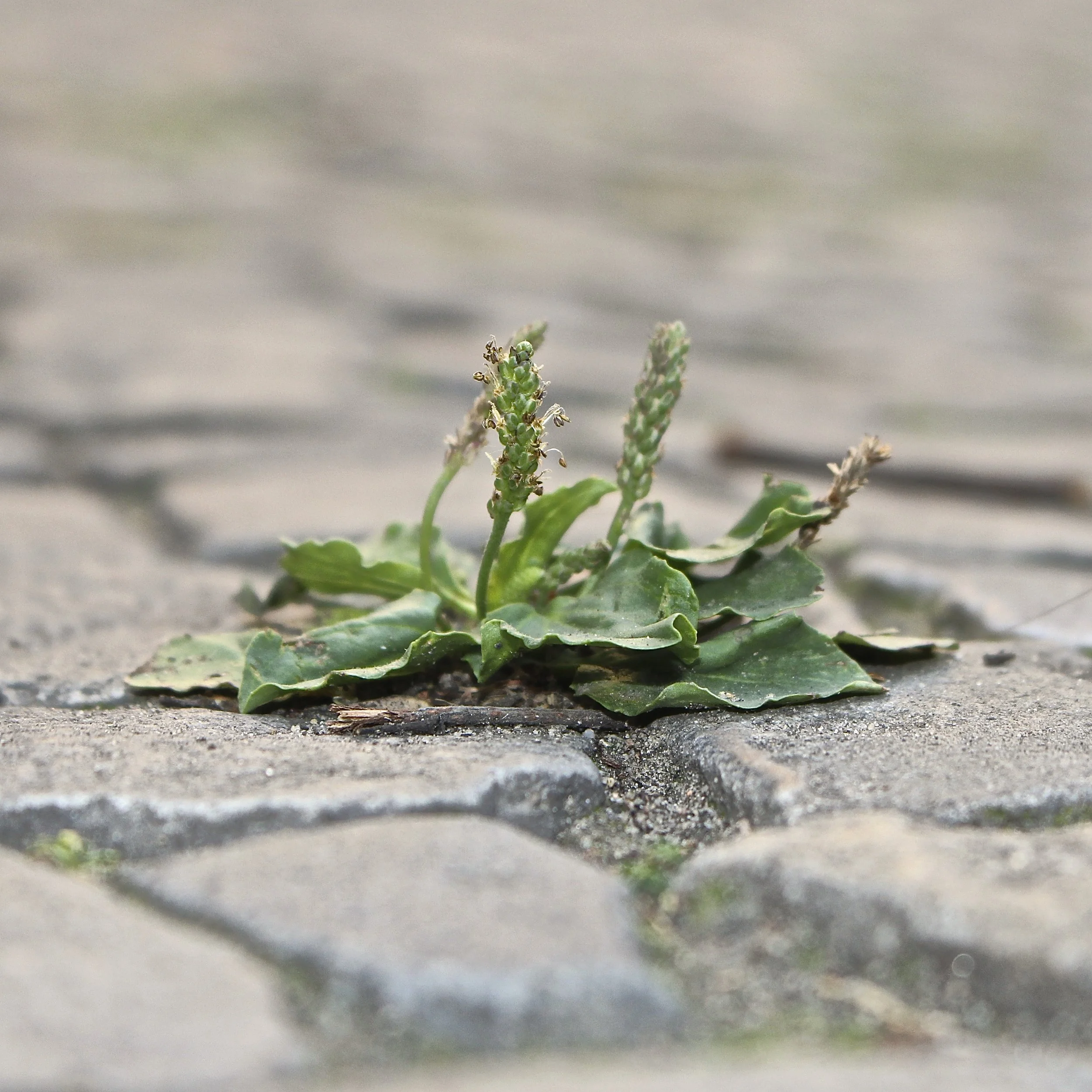 Plantago major (Plaintain)