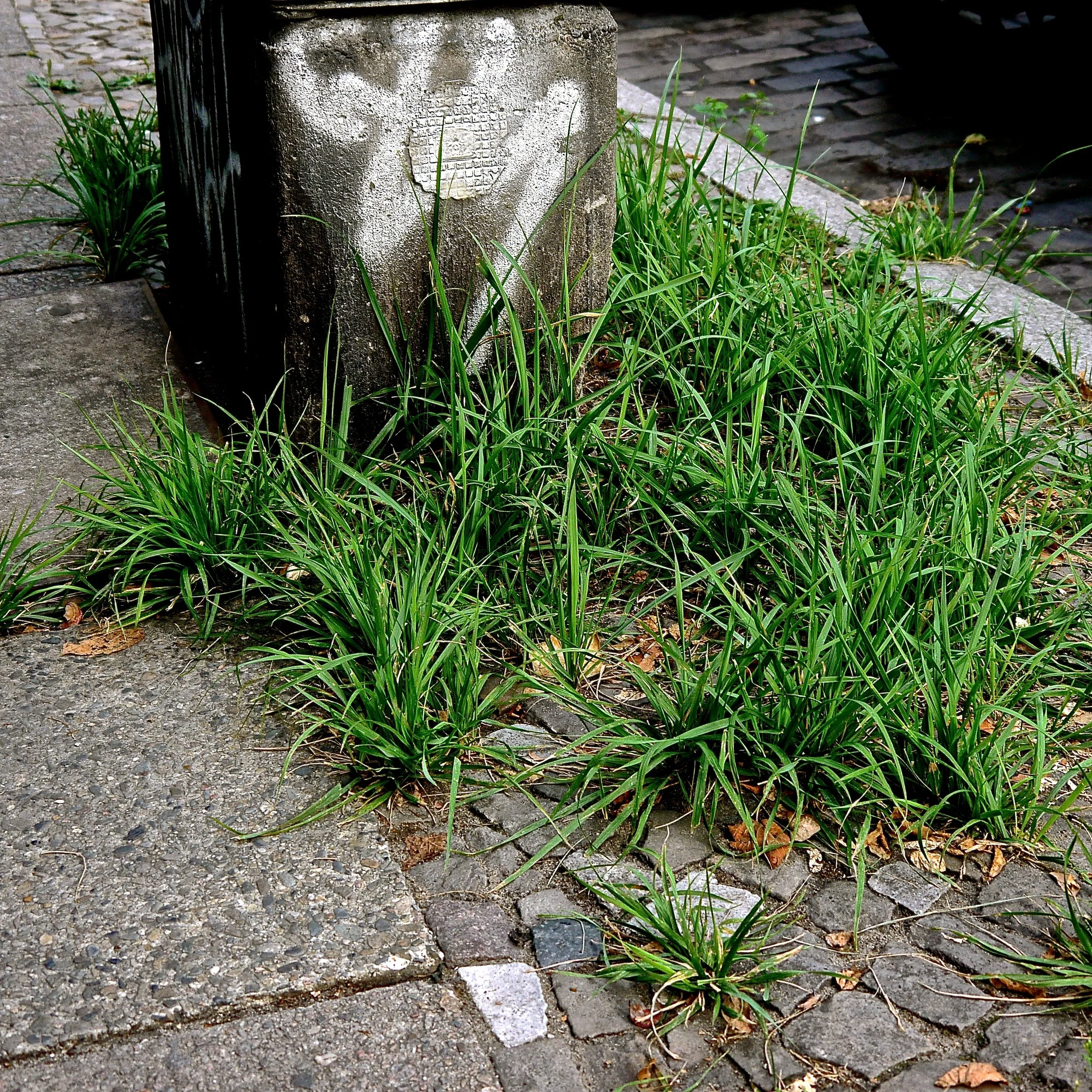  Elymus repens (Couch Grass) 