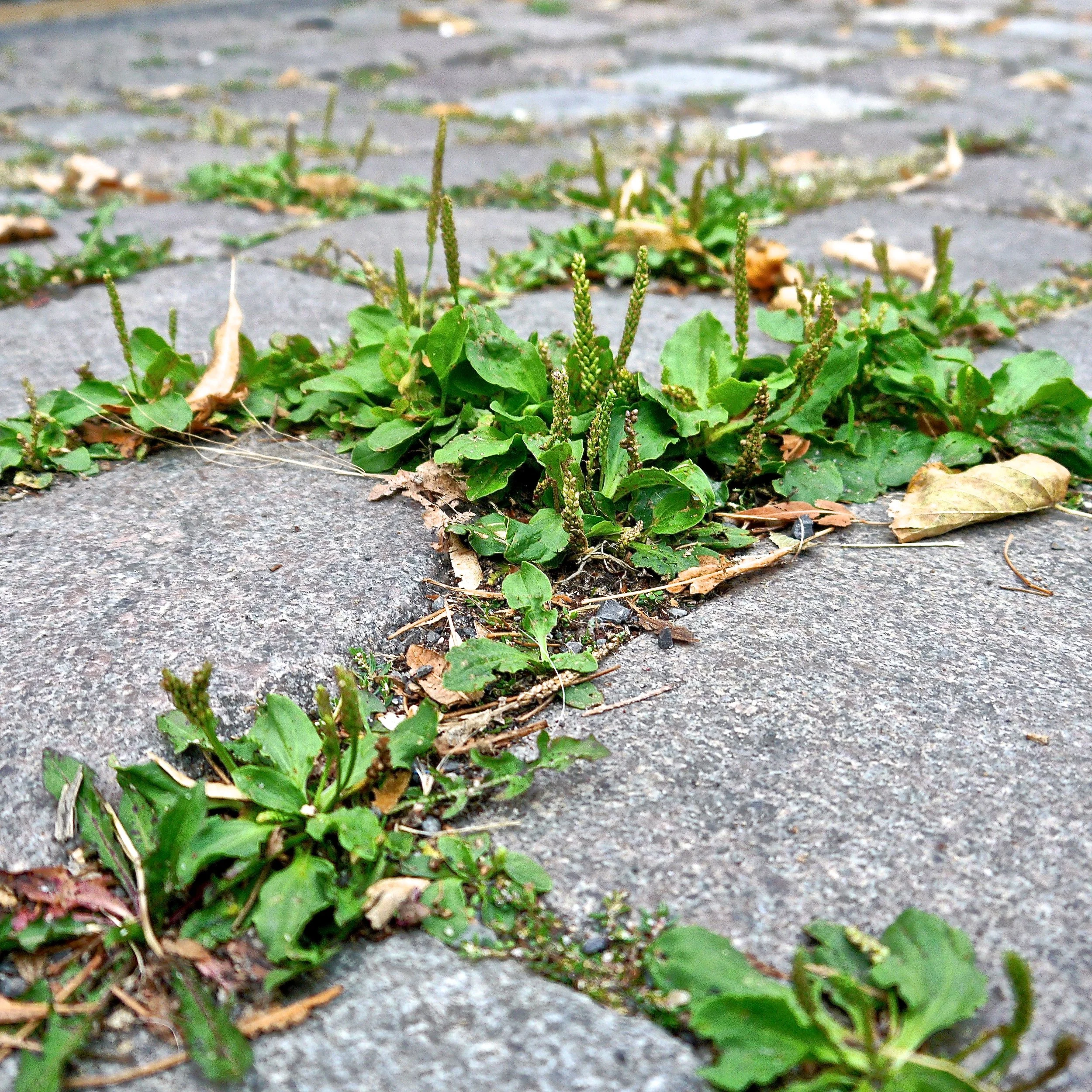  Plantago major (Plaintain) 