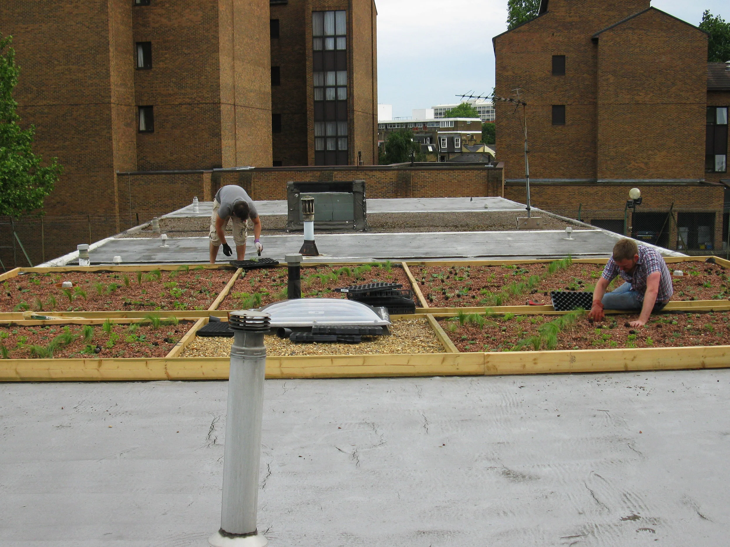 03 Ebbisham planting out green roof.JPG