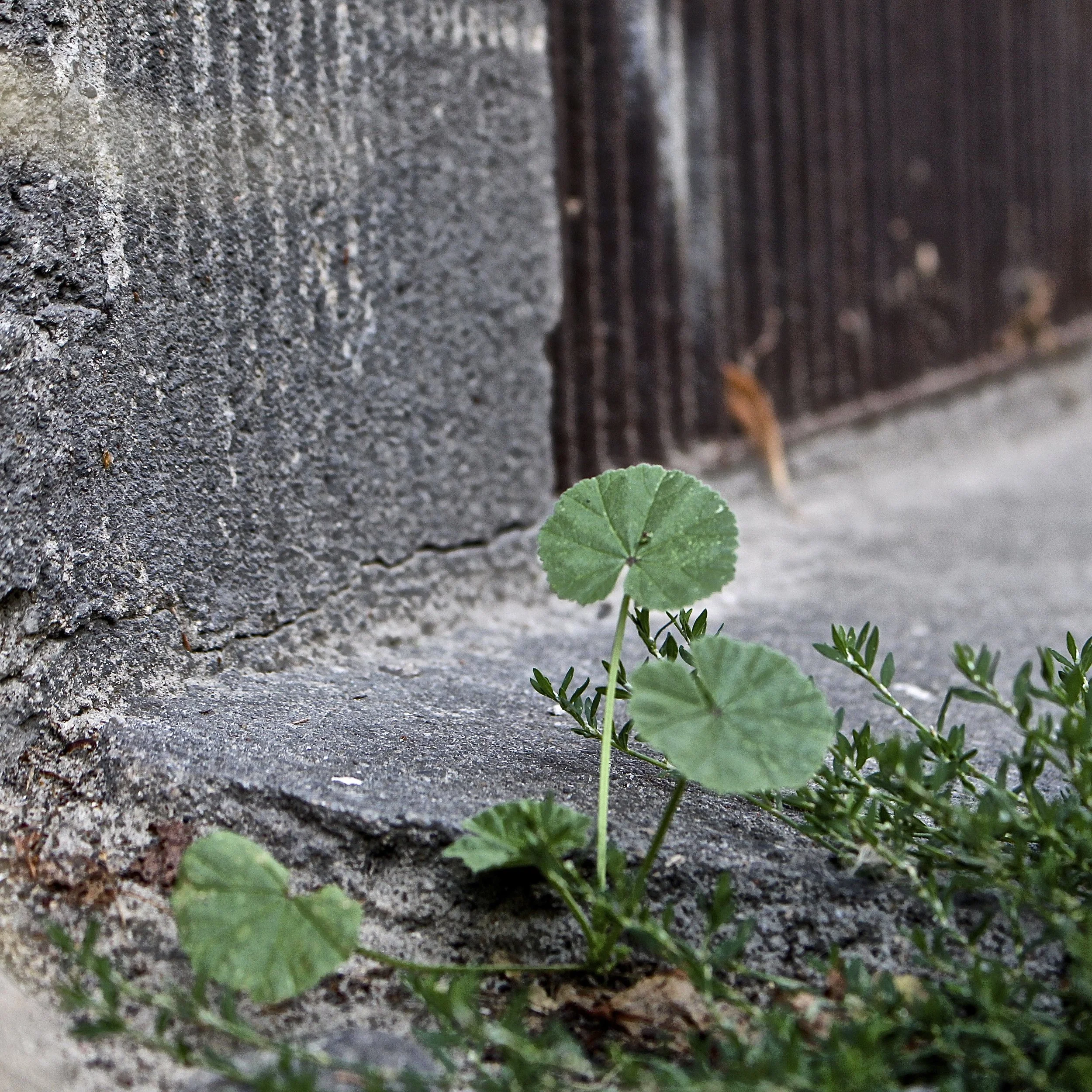 Malva neglecta (Common Mallow)