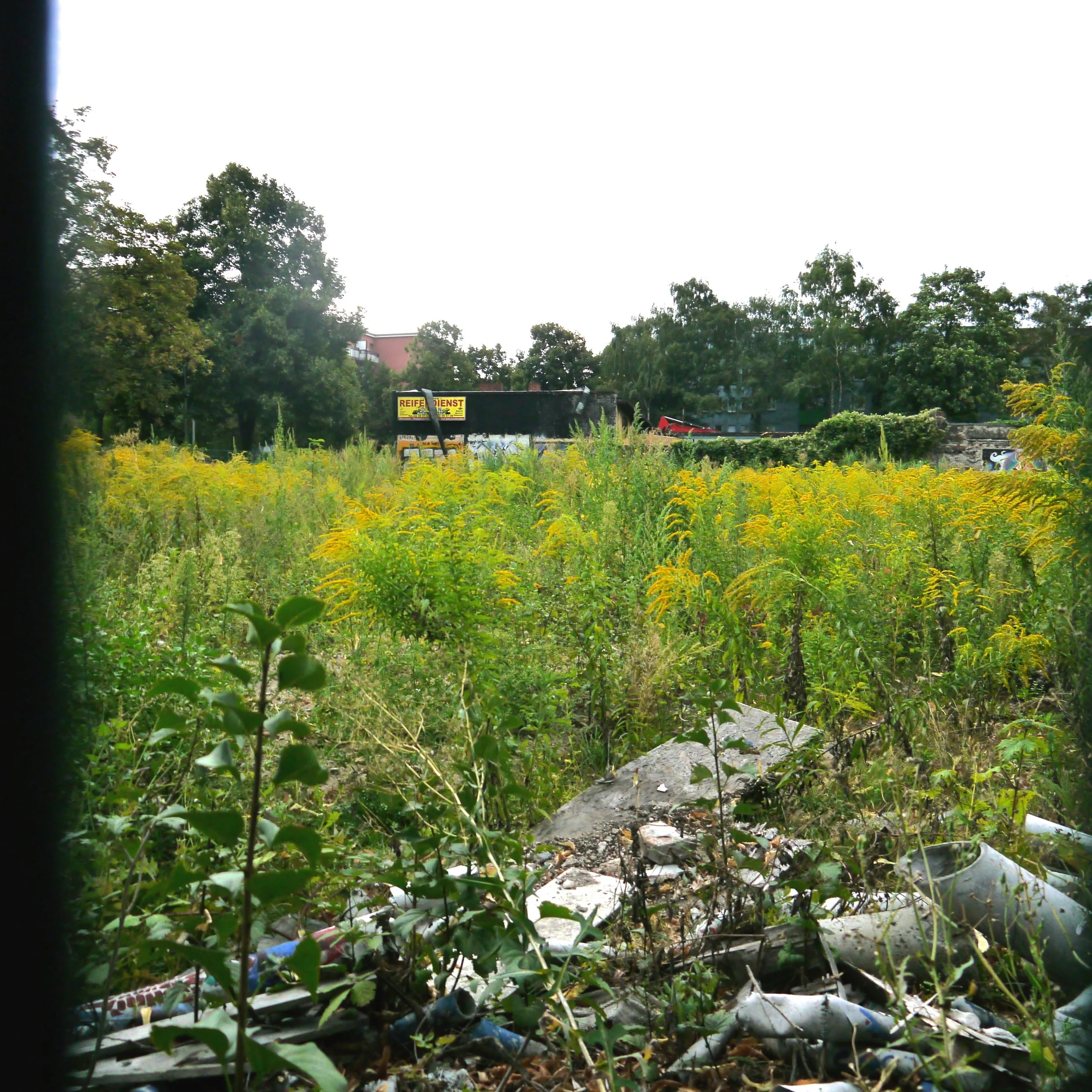  Solidago canadensis (Goldenrod) 