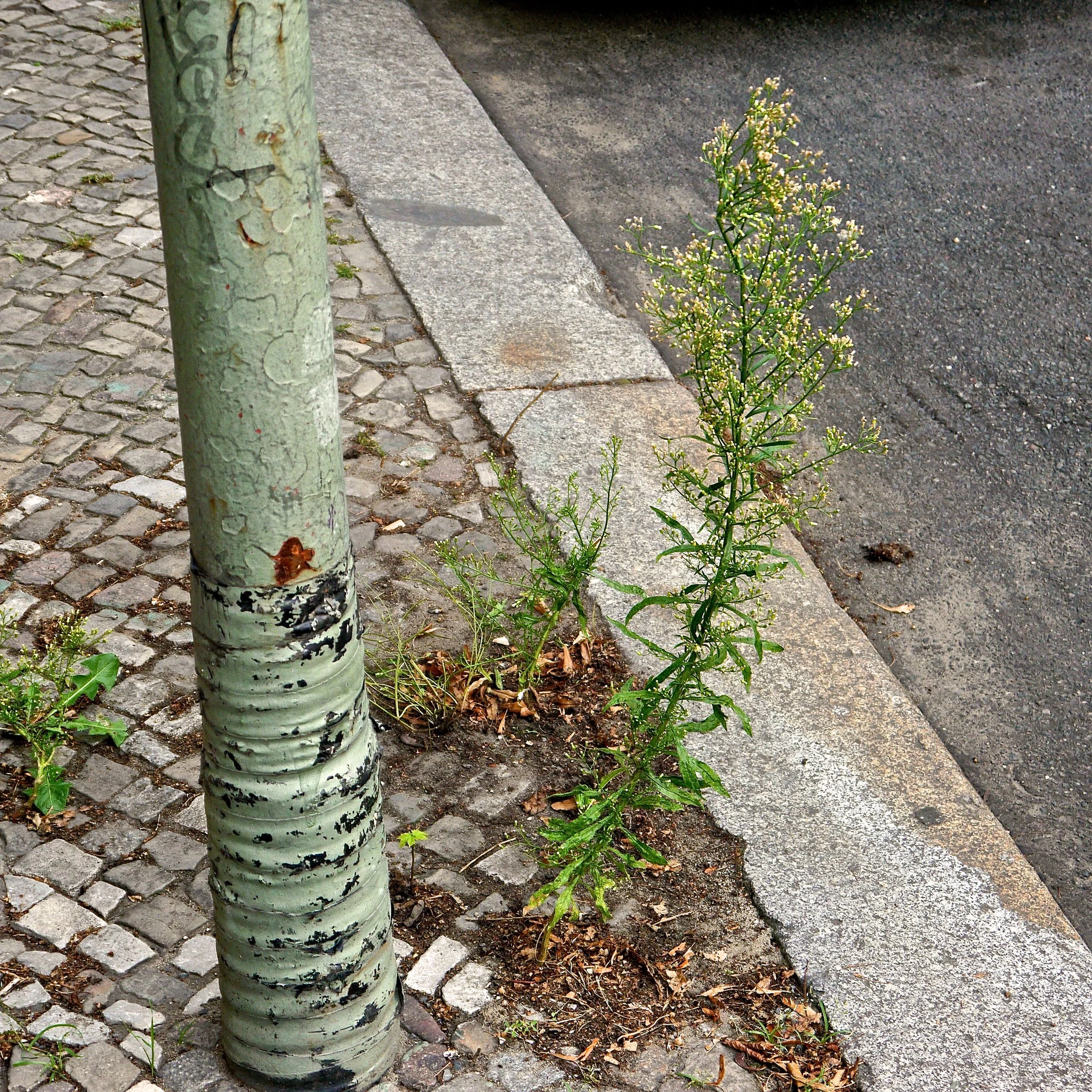  Conzya canadensis (Fleabane) 