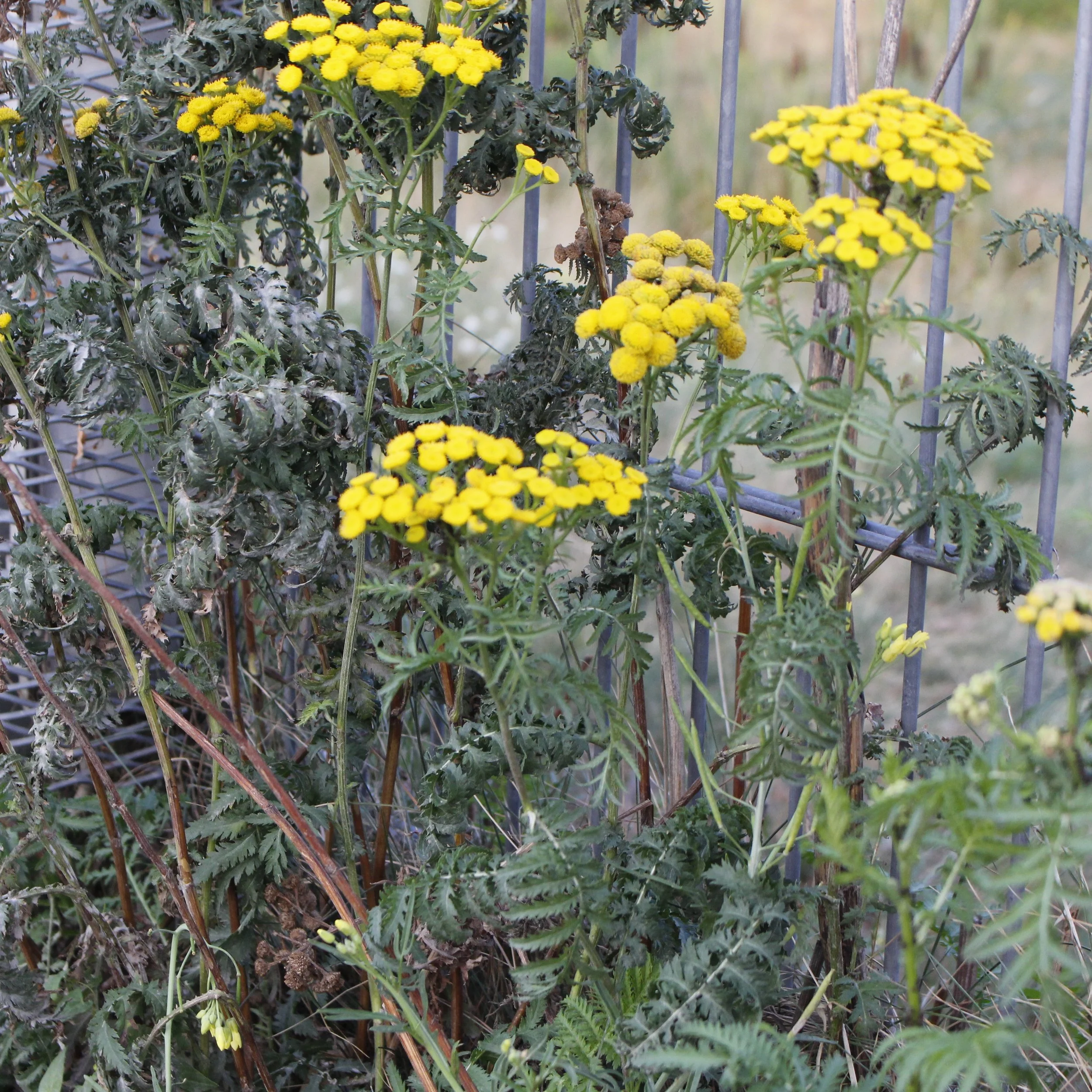  Tanacetum vulgare (Tansy) 