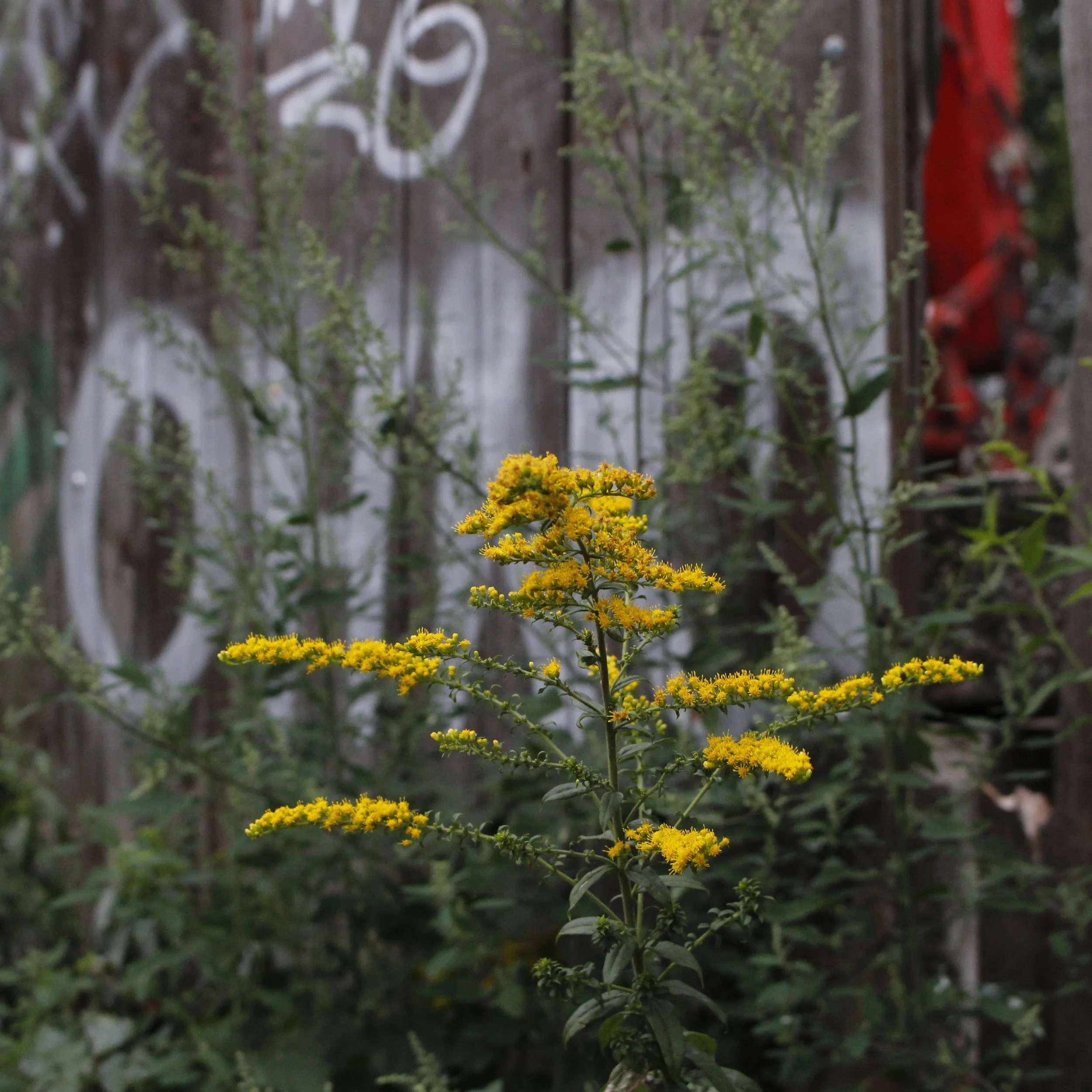  Erigeron canadensis (Goldenrod) 