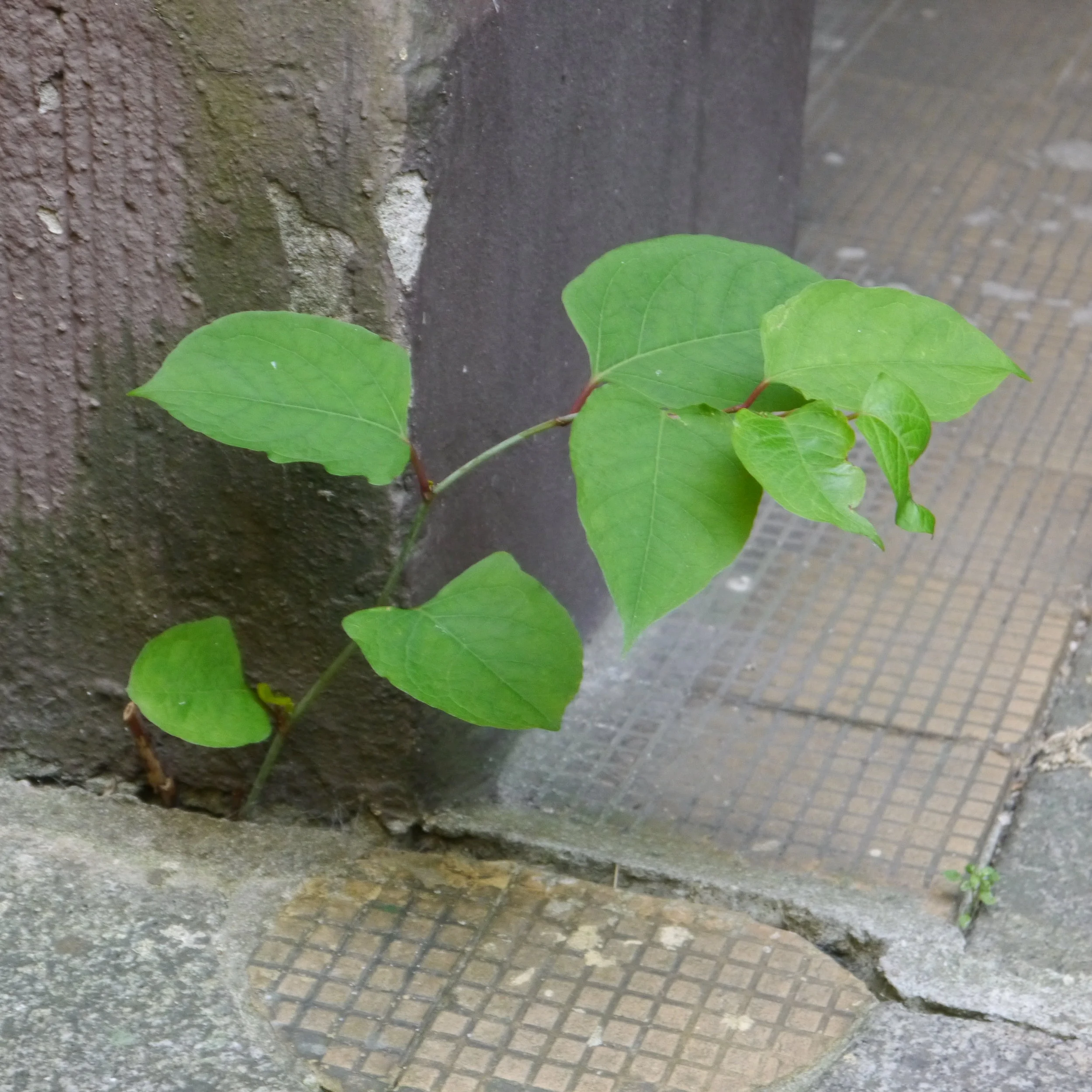  Fallopia japonica (Japanese Knotweed) 