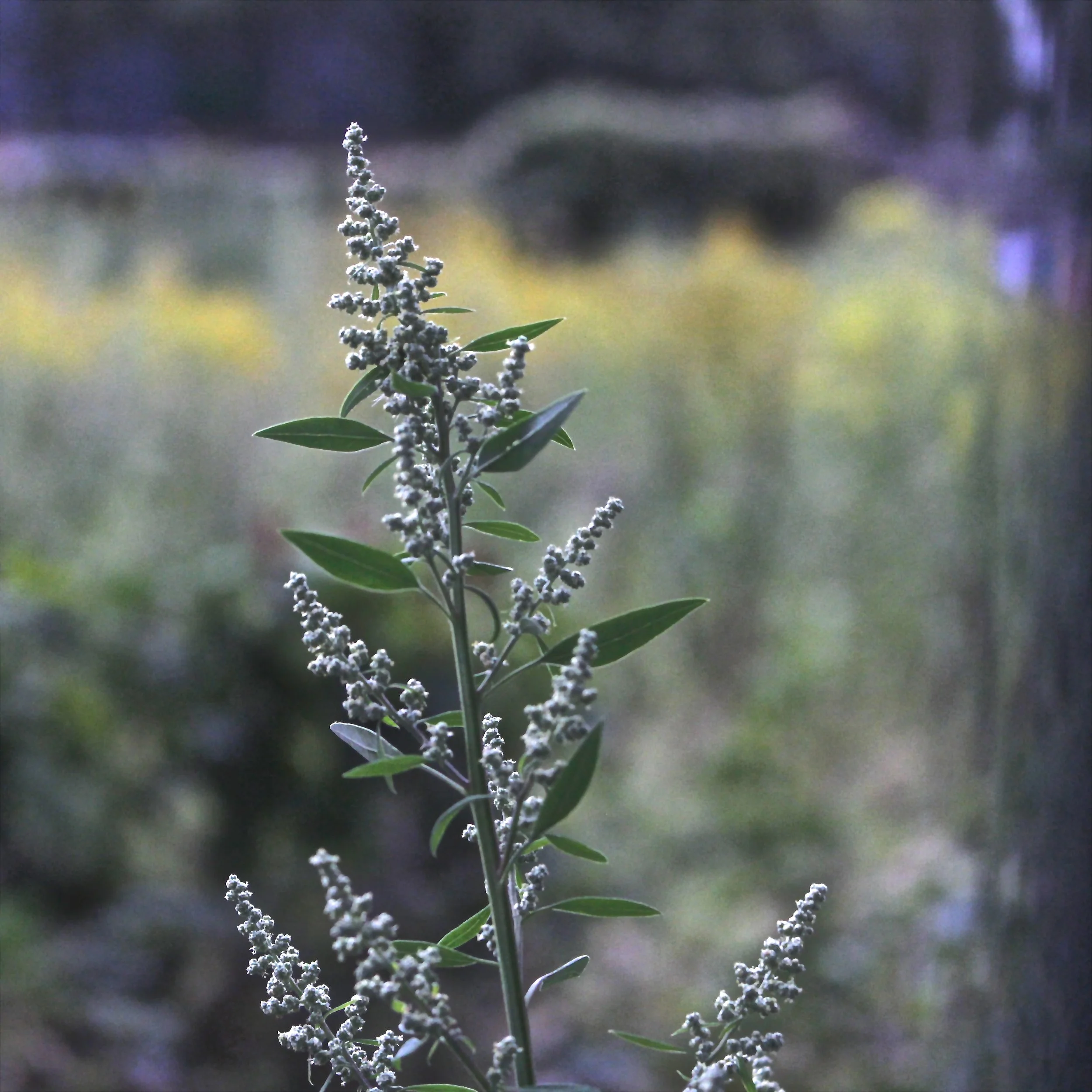  Chenopodium album (Goosefoot) 
