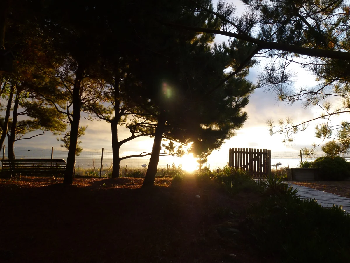 01 Ile de Re pines sunrise.jpg