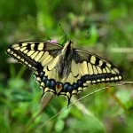 butterfly-dovetail-insect-47728-150x150.jpg