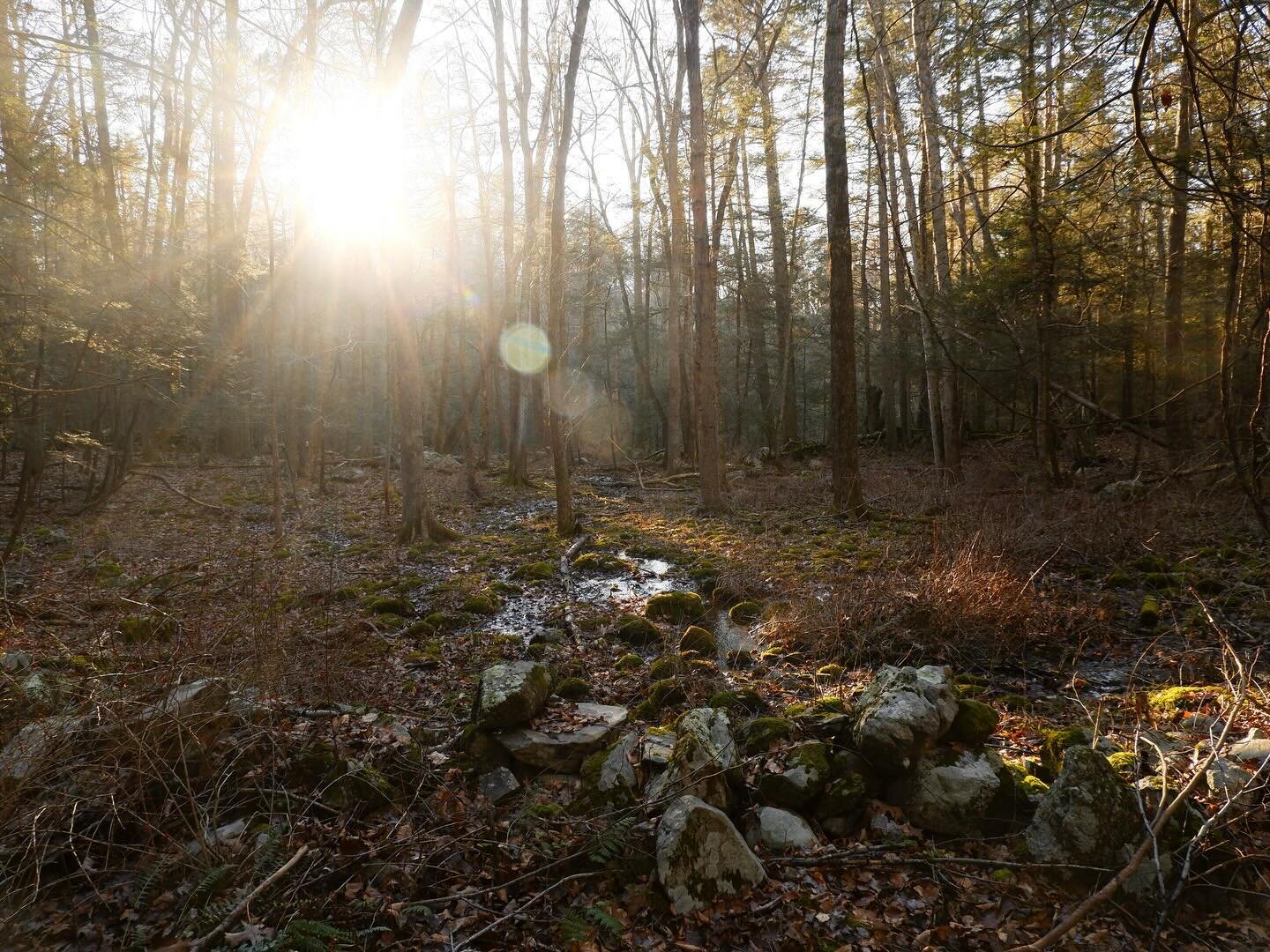 Gordon, Stuart, Jeff, and Christian have been tirelessly cleaning up after all the wind and rain this month, keeping Mary Anne Guitar Preserve and the new Barbara and Anthony Delia Preserve ready for our hike on New Year's Day! Gonna be a little wet,