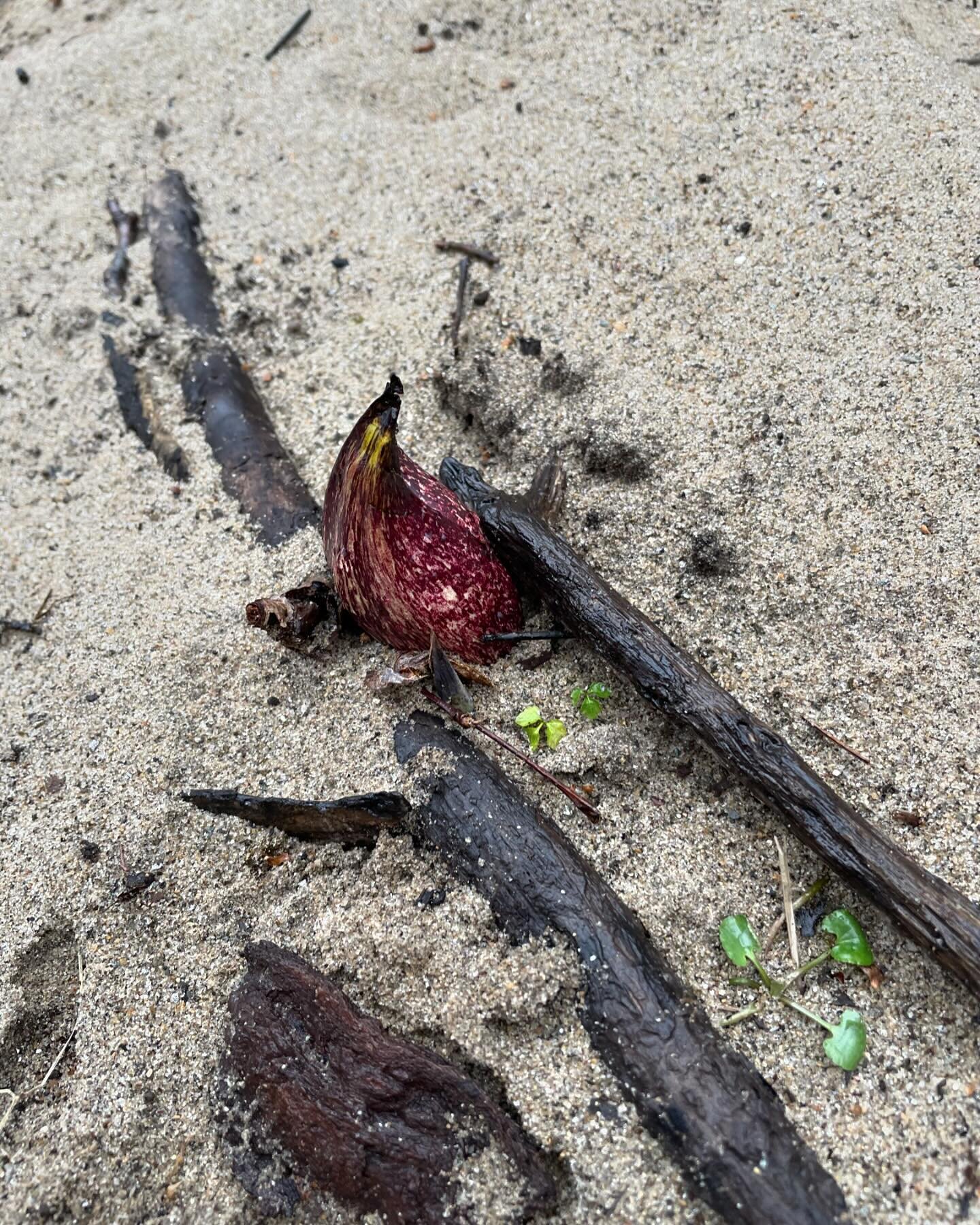 Drizzly morning walk on the Quercus Trail, in the @townofredding -owned Little River Preserve, admiring the denizens of a sandy floodplain. This sweet little loop is easily accessed from Newtown Tpke via the Land Trust's Robin's Trail.

Skunk cabbage