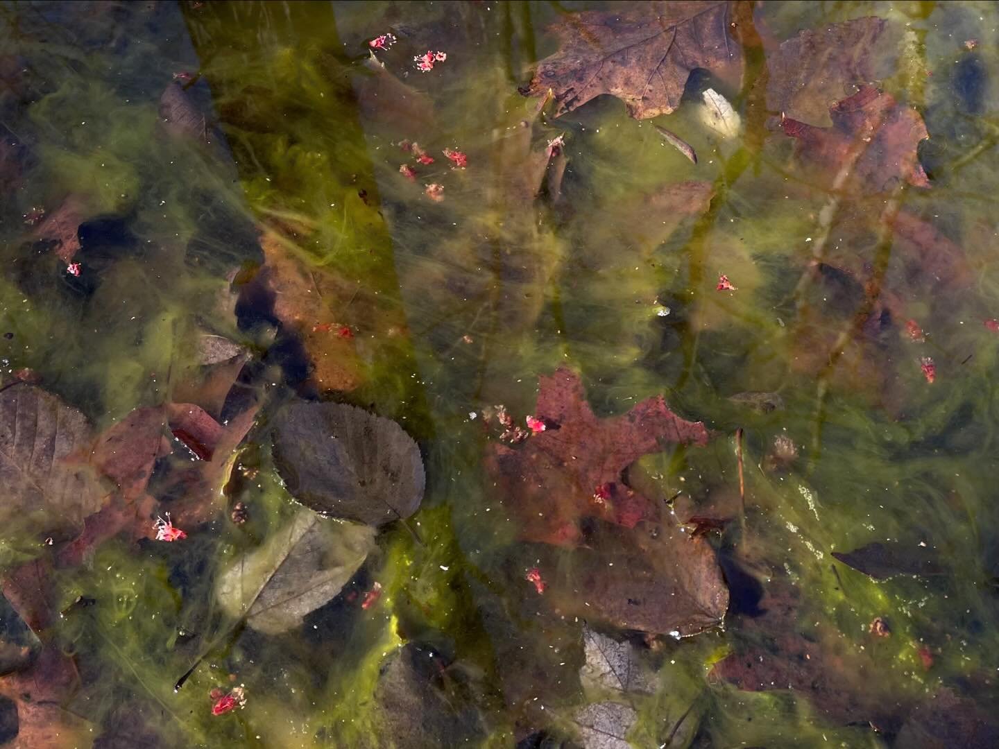 Happy Earth Day from Redding Land Trust! Special thanks today to algae - you really nailed it with photosynthesis. 

1 - swamp with red maple buds at Joan Plishner Preserve 2 - serviceberry at Col. Alfred McCormack Preserve, Danbury side 3 - stone wa