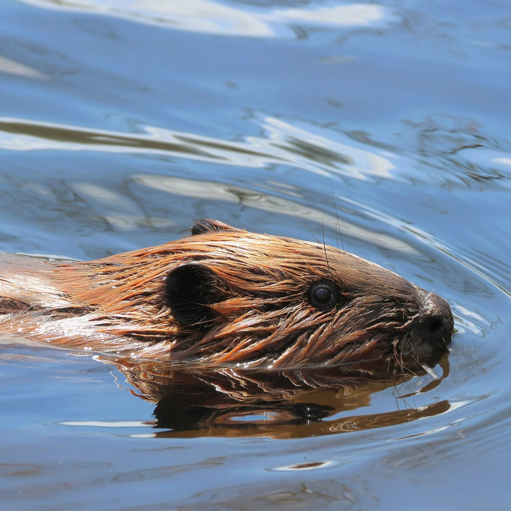 Appreciating Our Natural Environment: Understanding &amp; Protecting Our Local Ecosystem