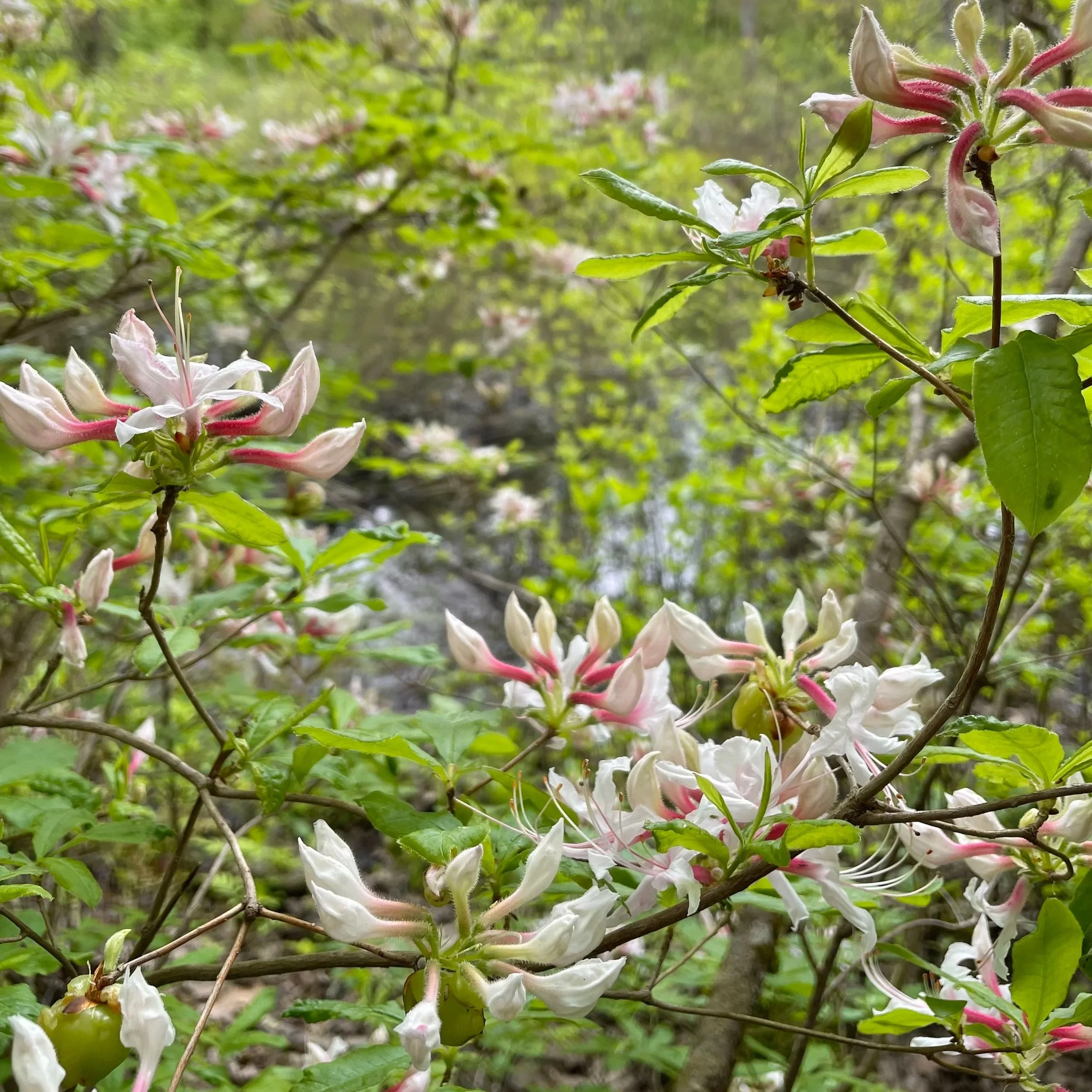 Community Hiking Club: Plant Identification at Saugatuck Falls with Hannah Chambers