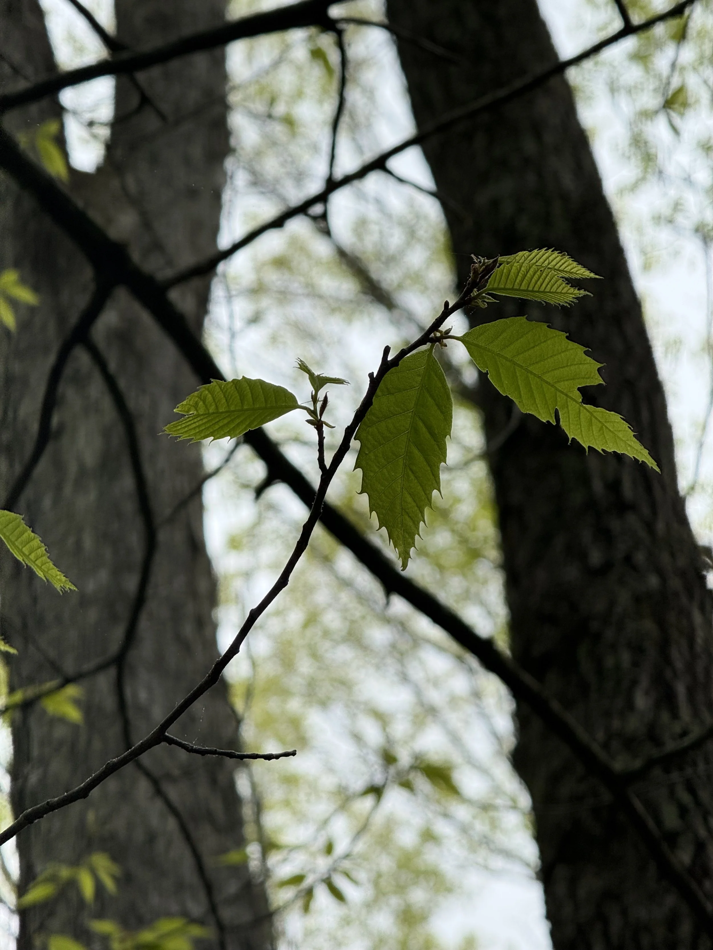 IMG_0437 (1).jpeg