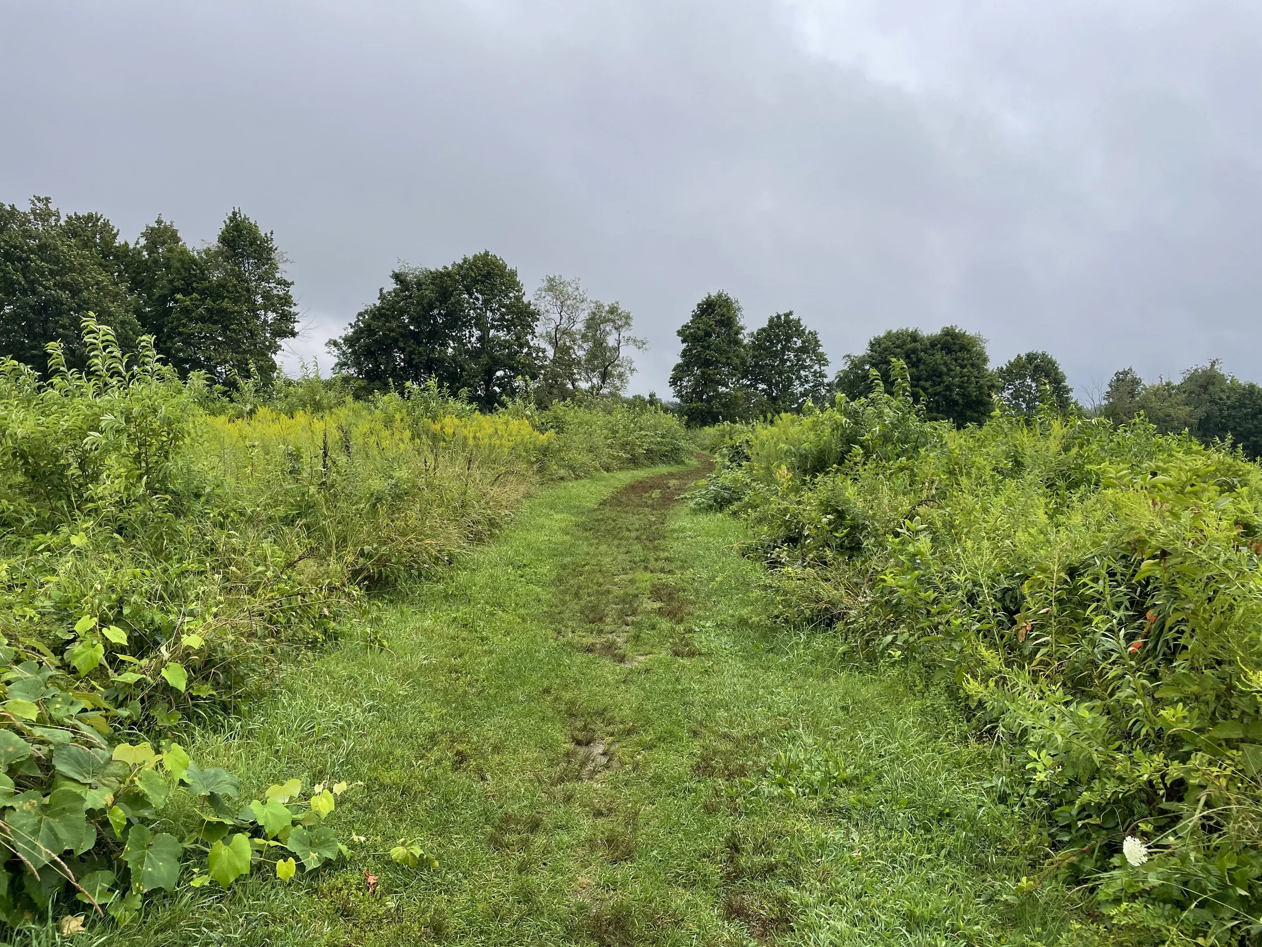 Community Hiking Club: August Full Moon Walk with Ilona Struzik