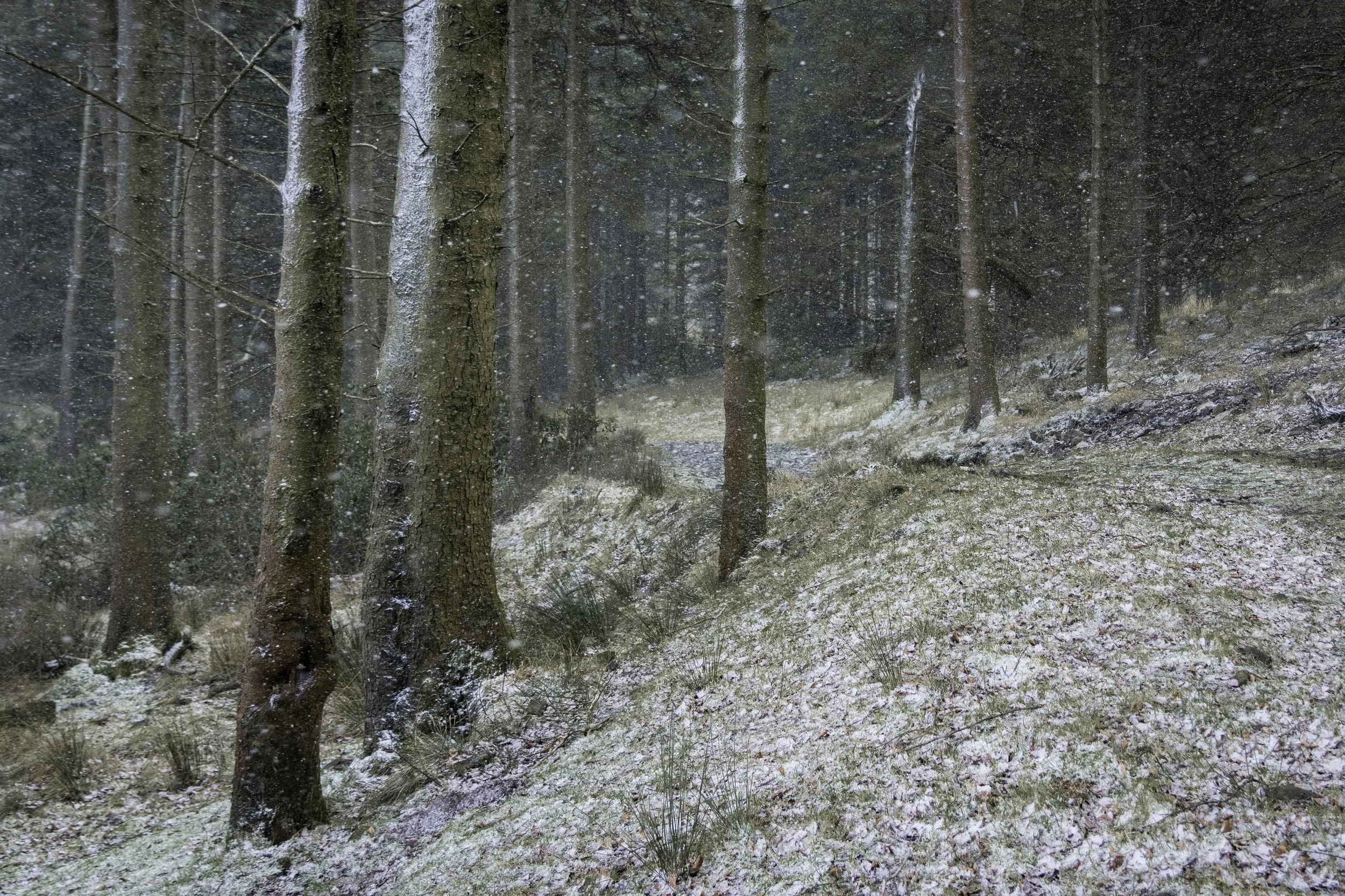 Winter Woodland.jpg
