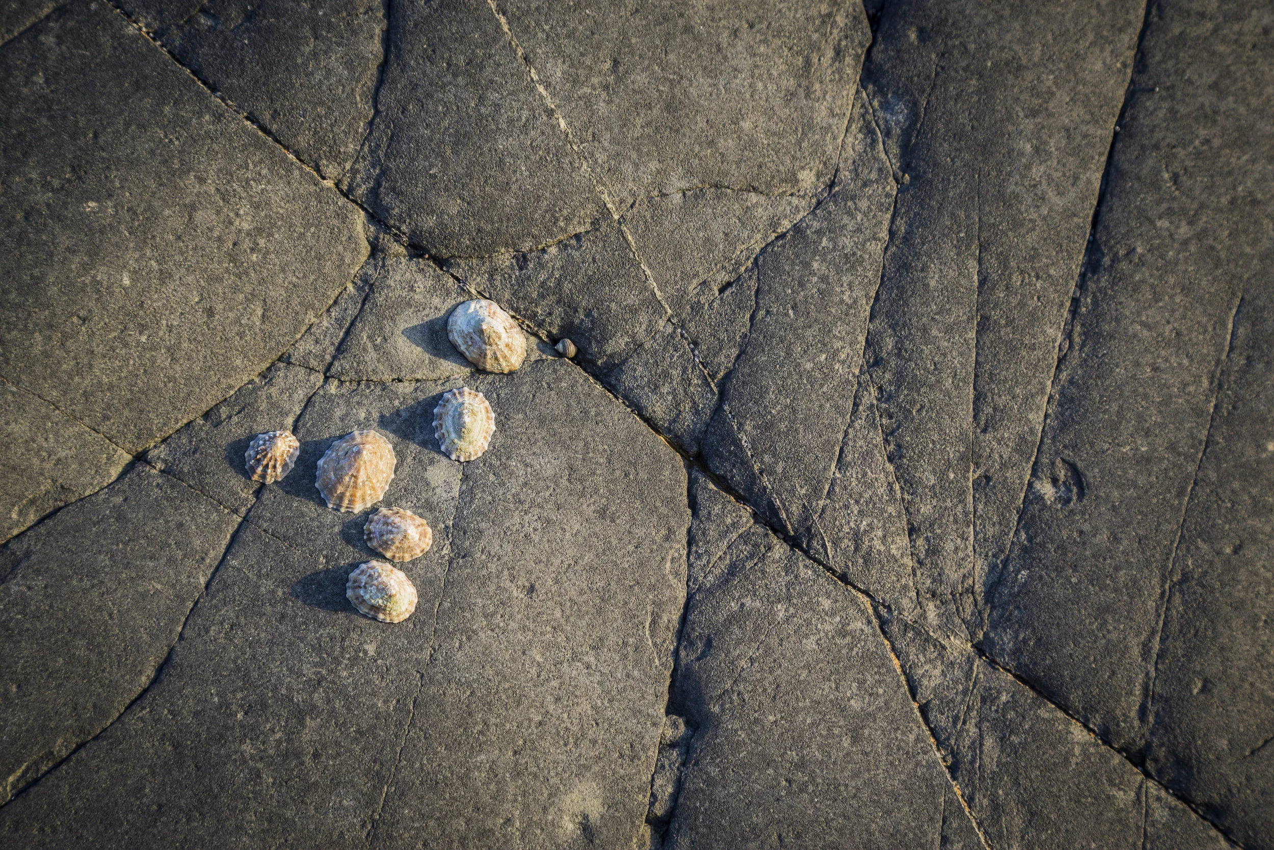 Rock Detail I