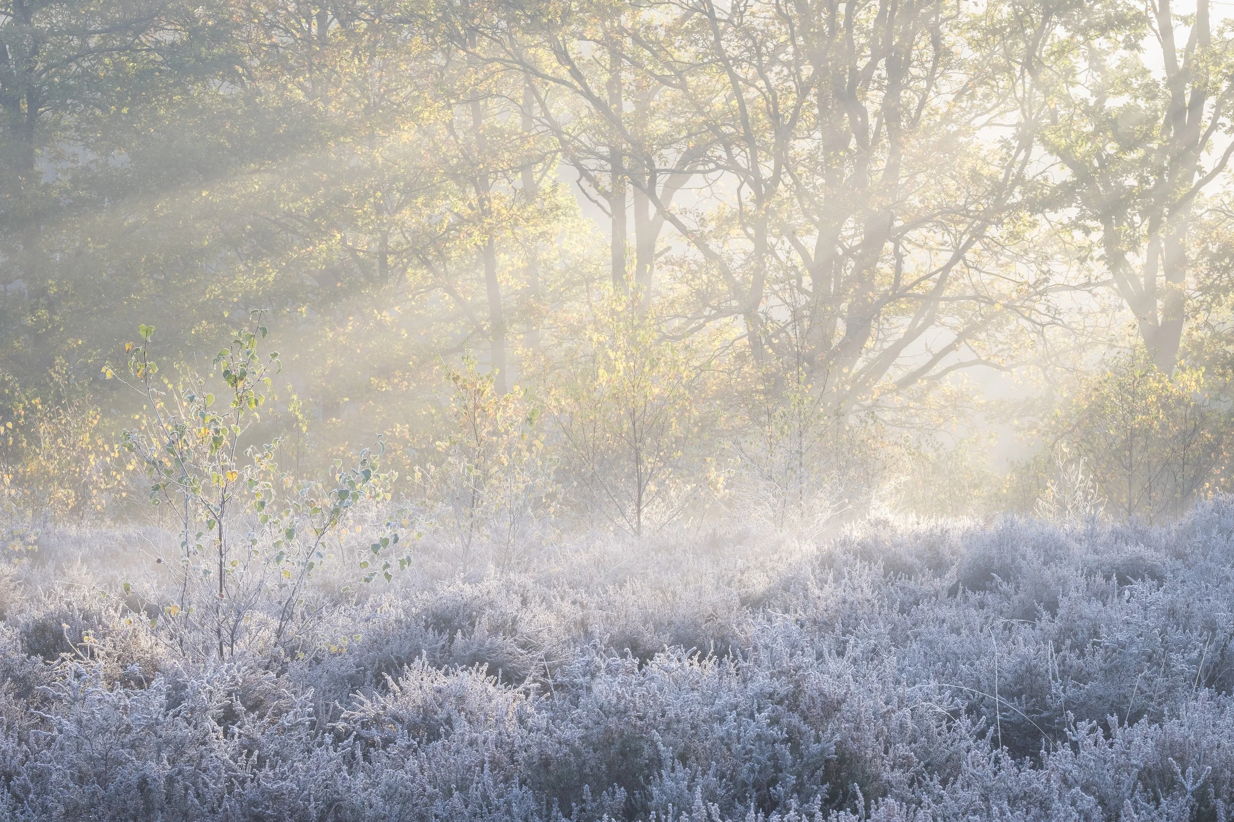 Frosty Heather