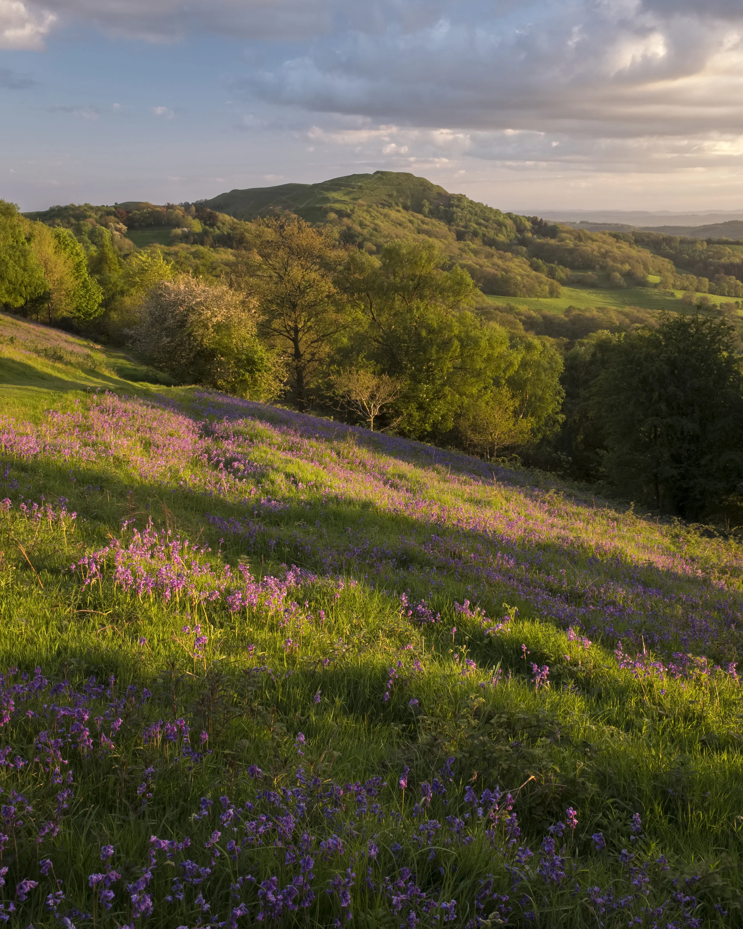 Malvern Hills Bluebells