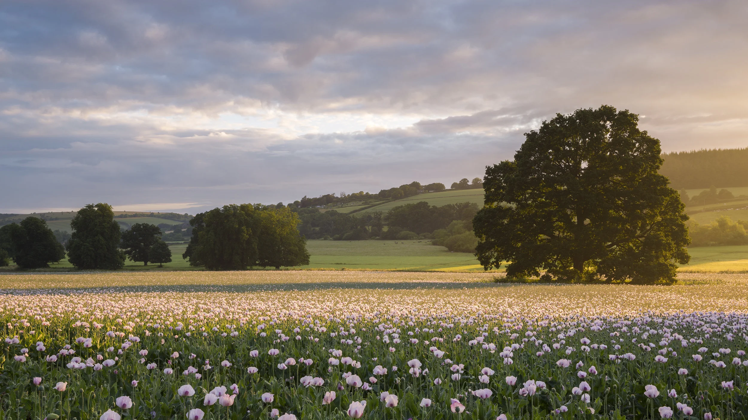 Opium Poppies