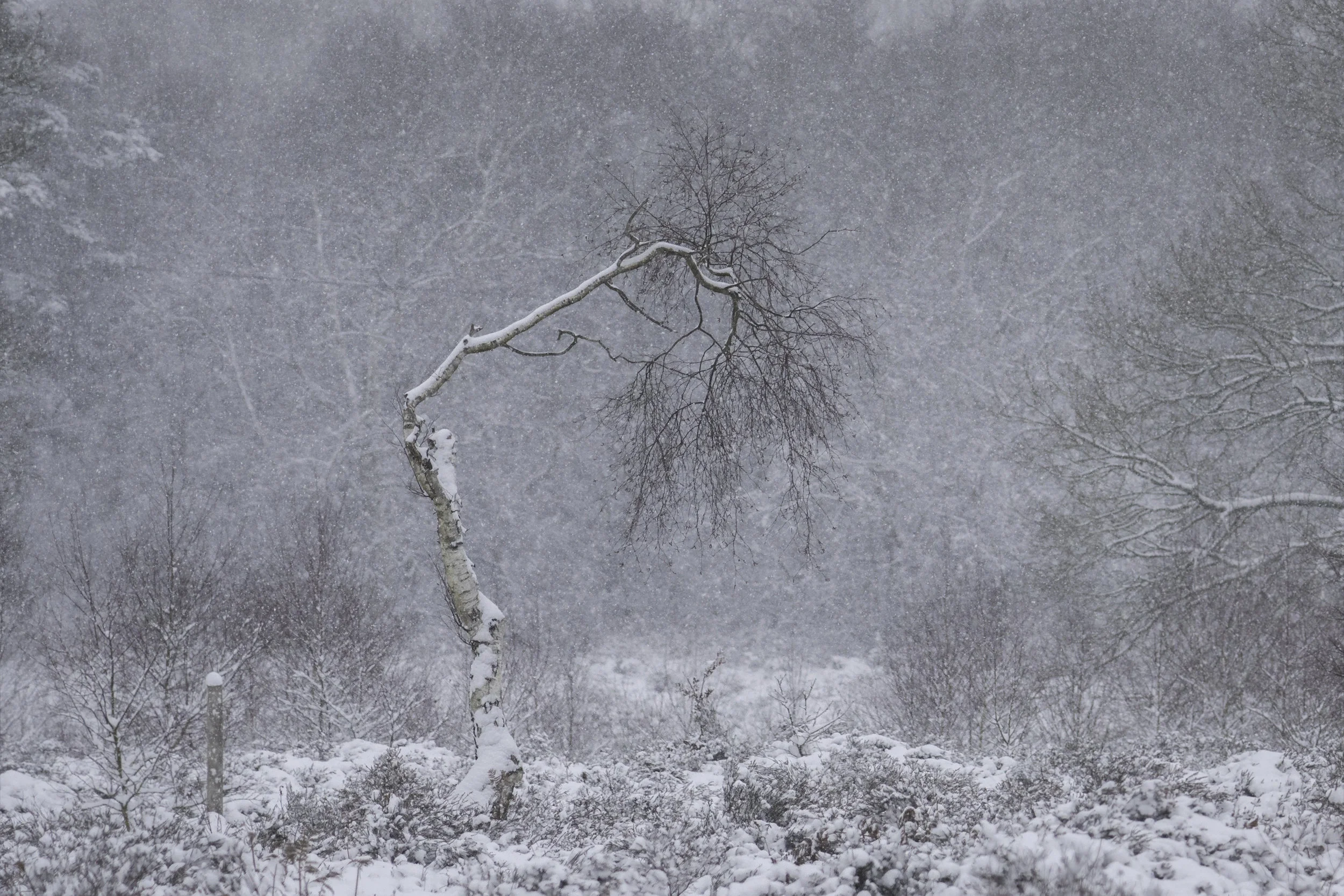 Twisted - Snow