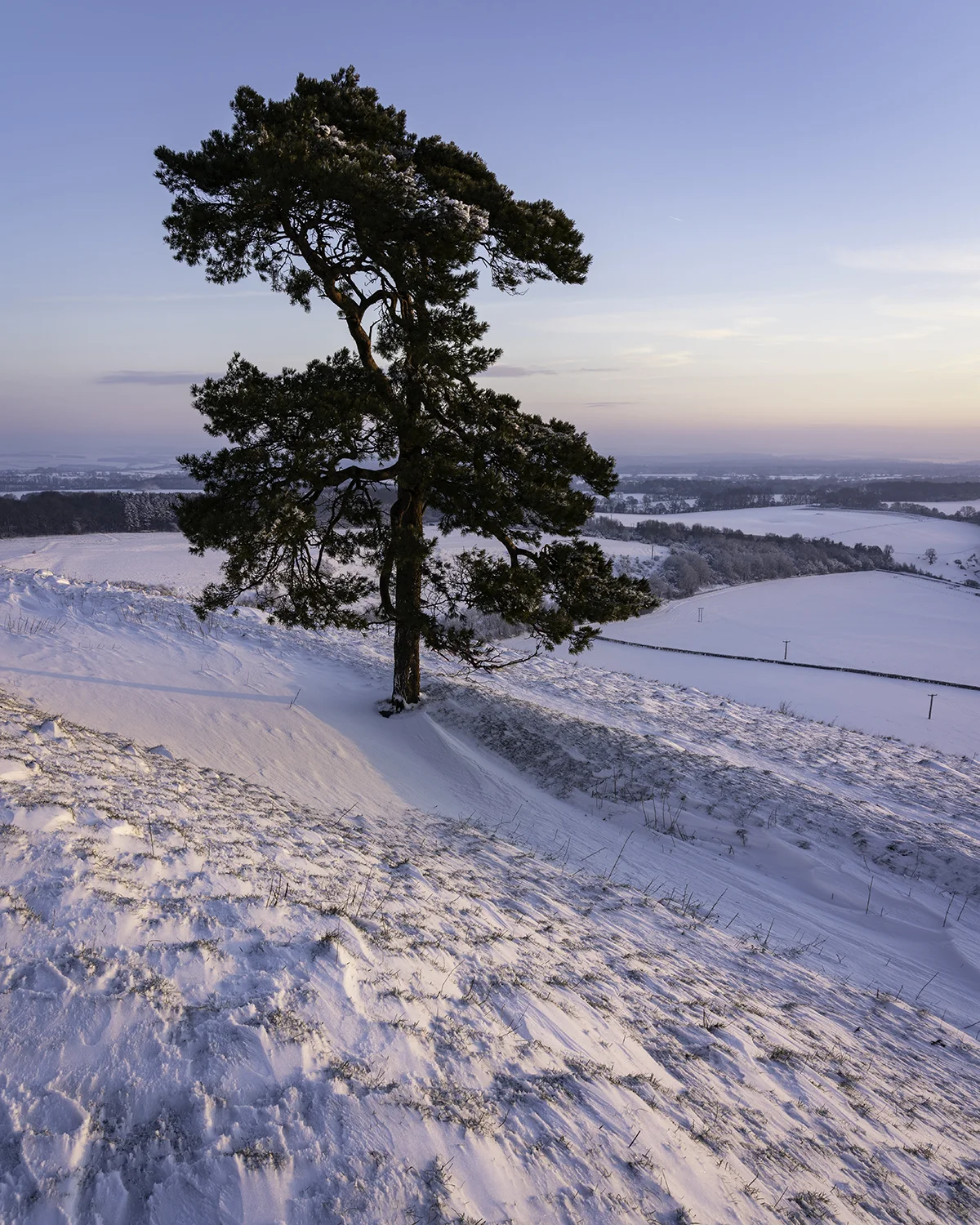 Scots Pine Snowfall