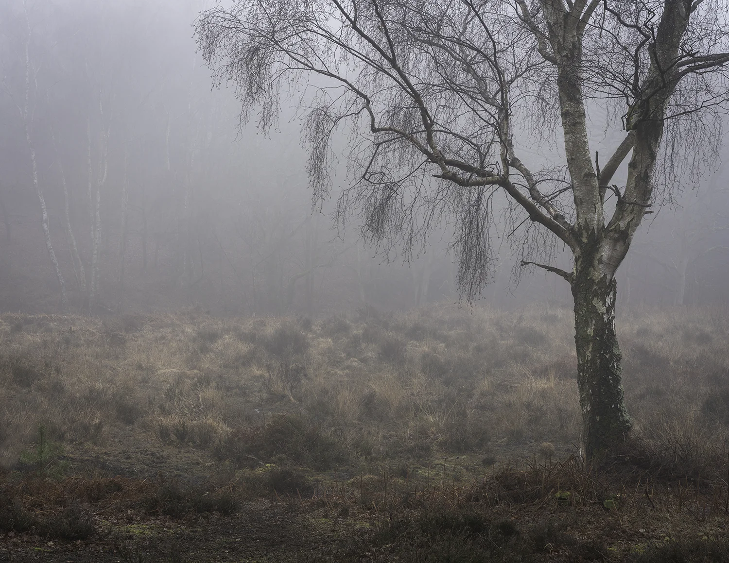 Snelsmore Fog