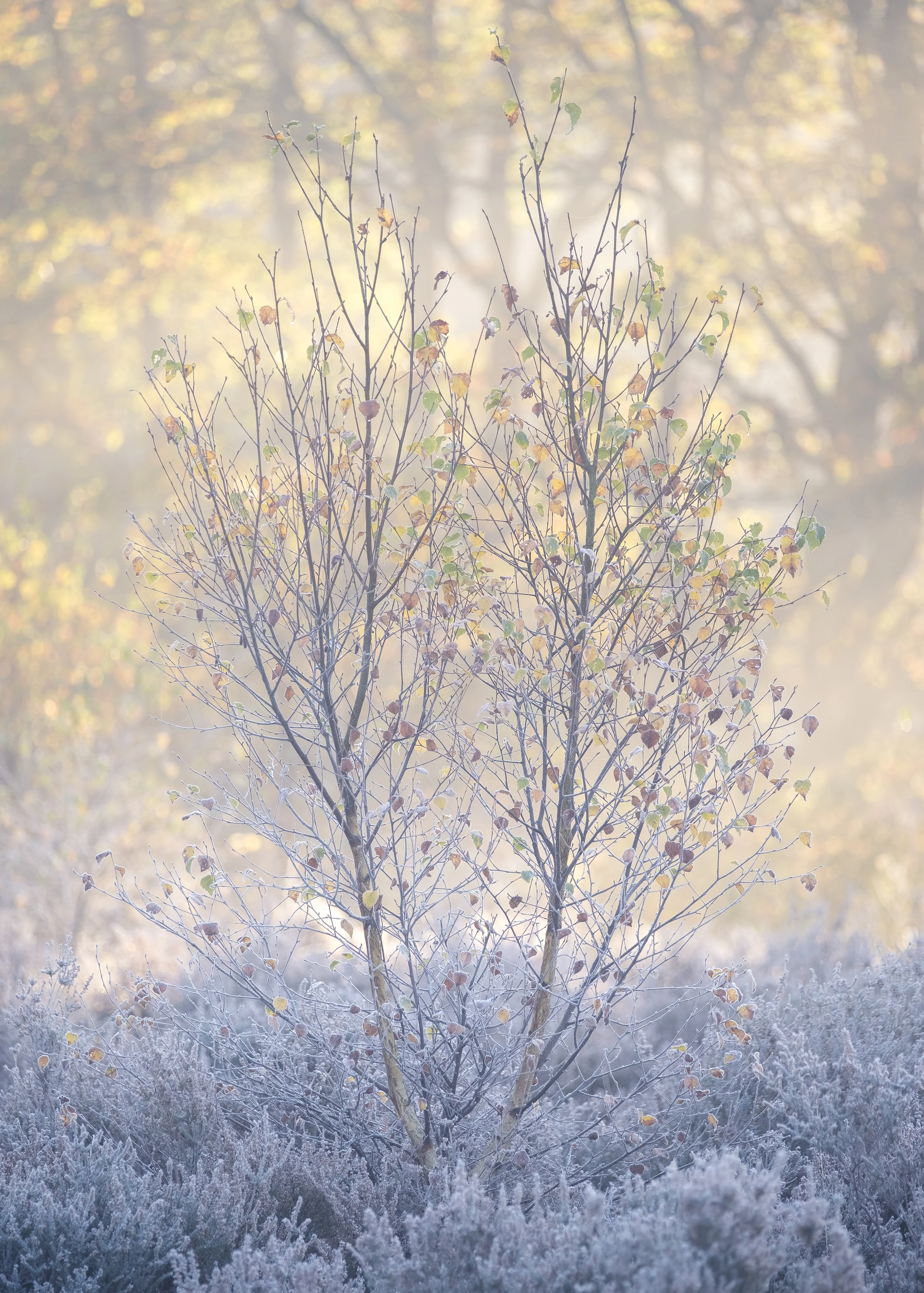 Baby Birch