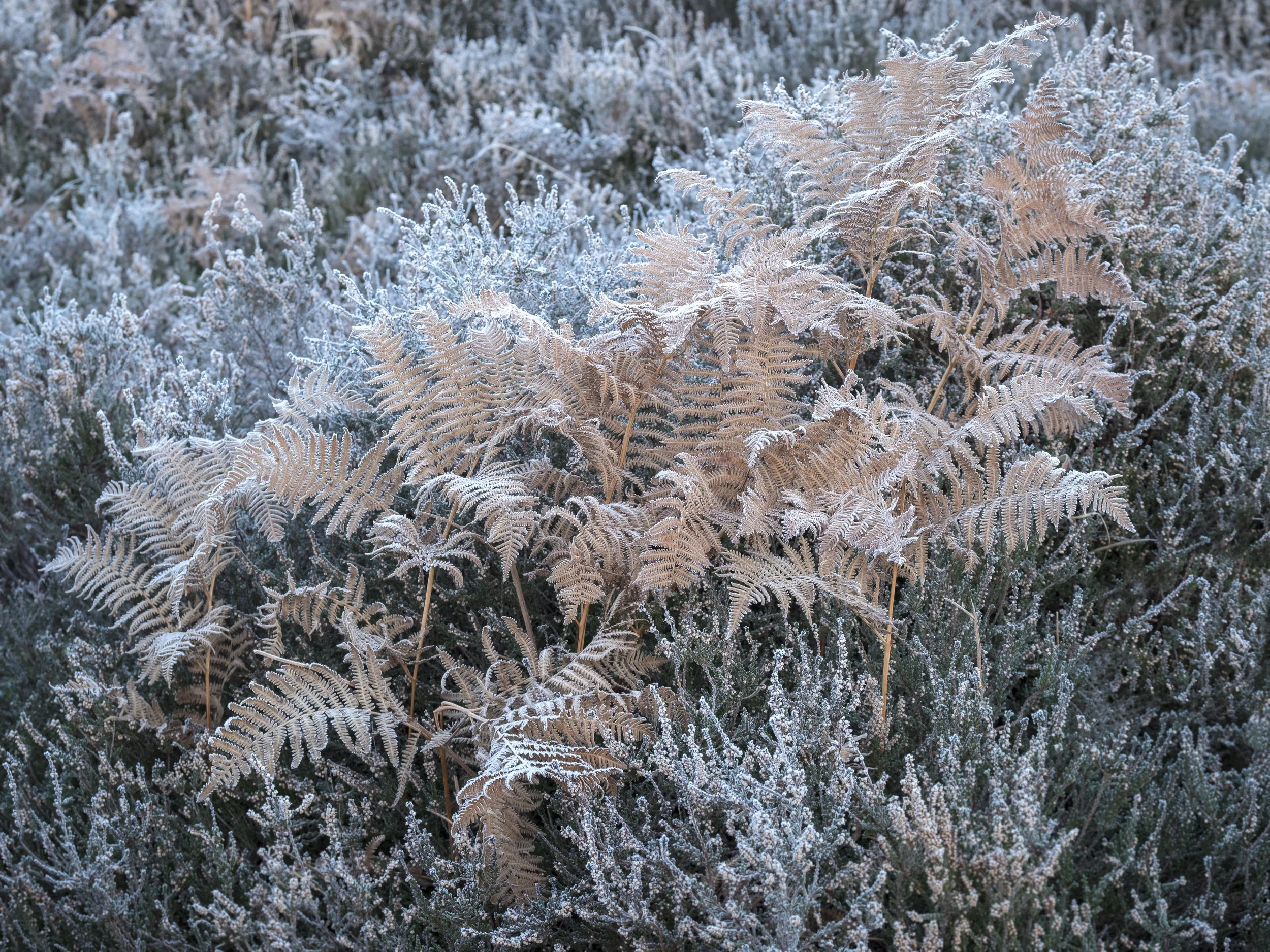 Ferns