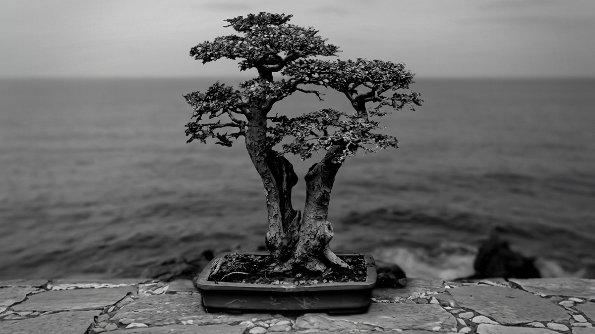 Crecimiento y legado-5-Tapa.png