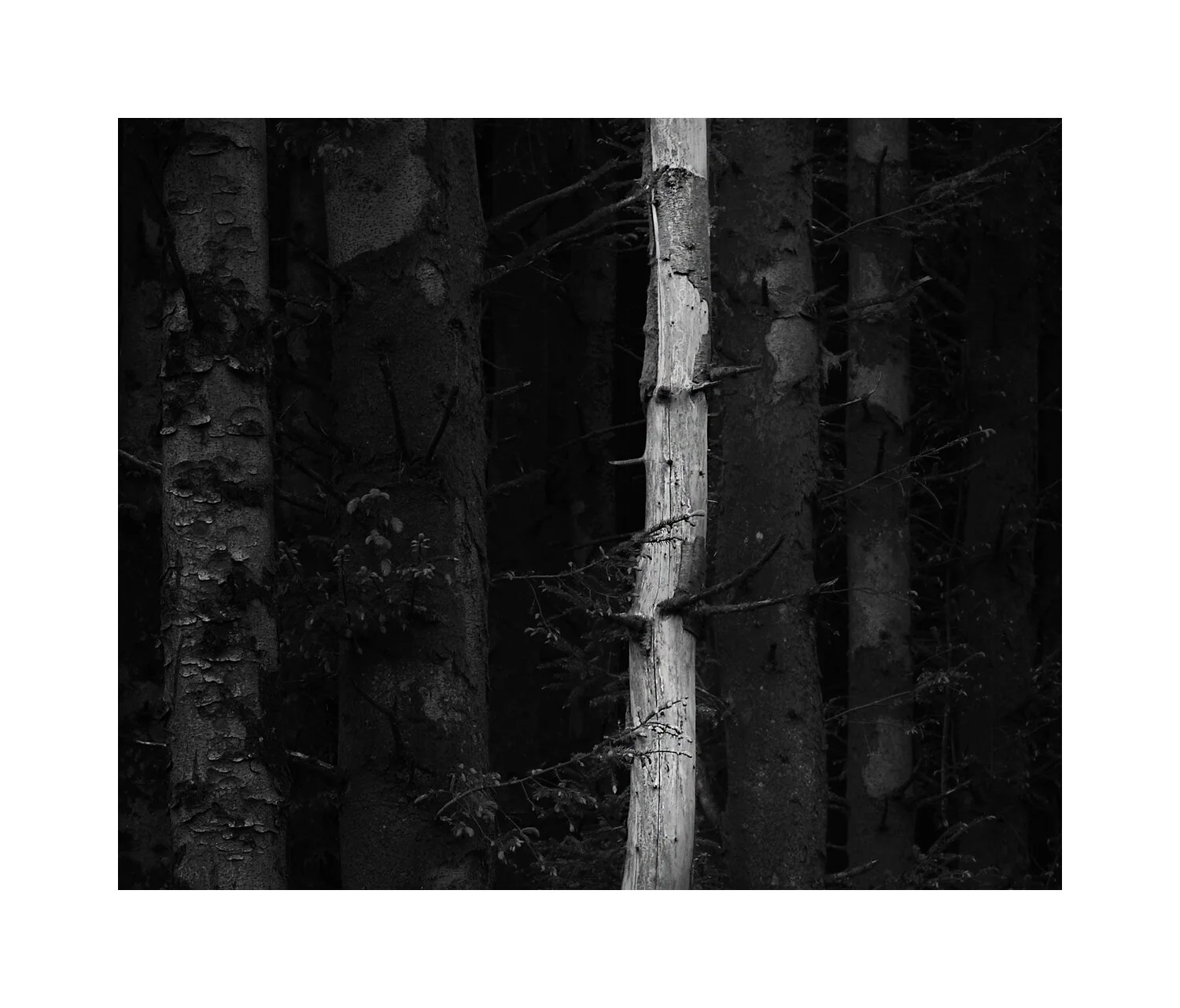 Tree11.jpg