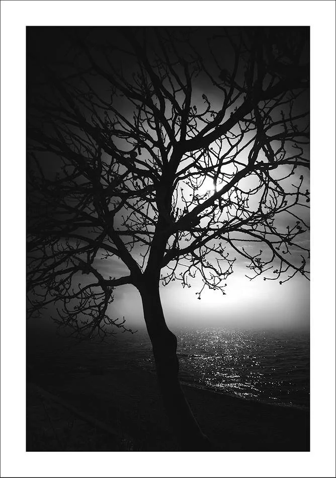 Tree5.jpg